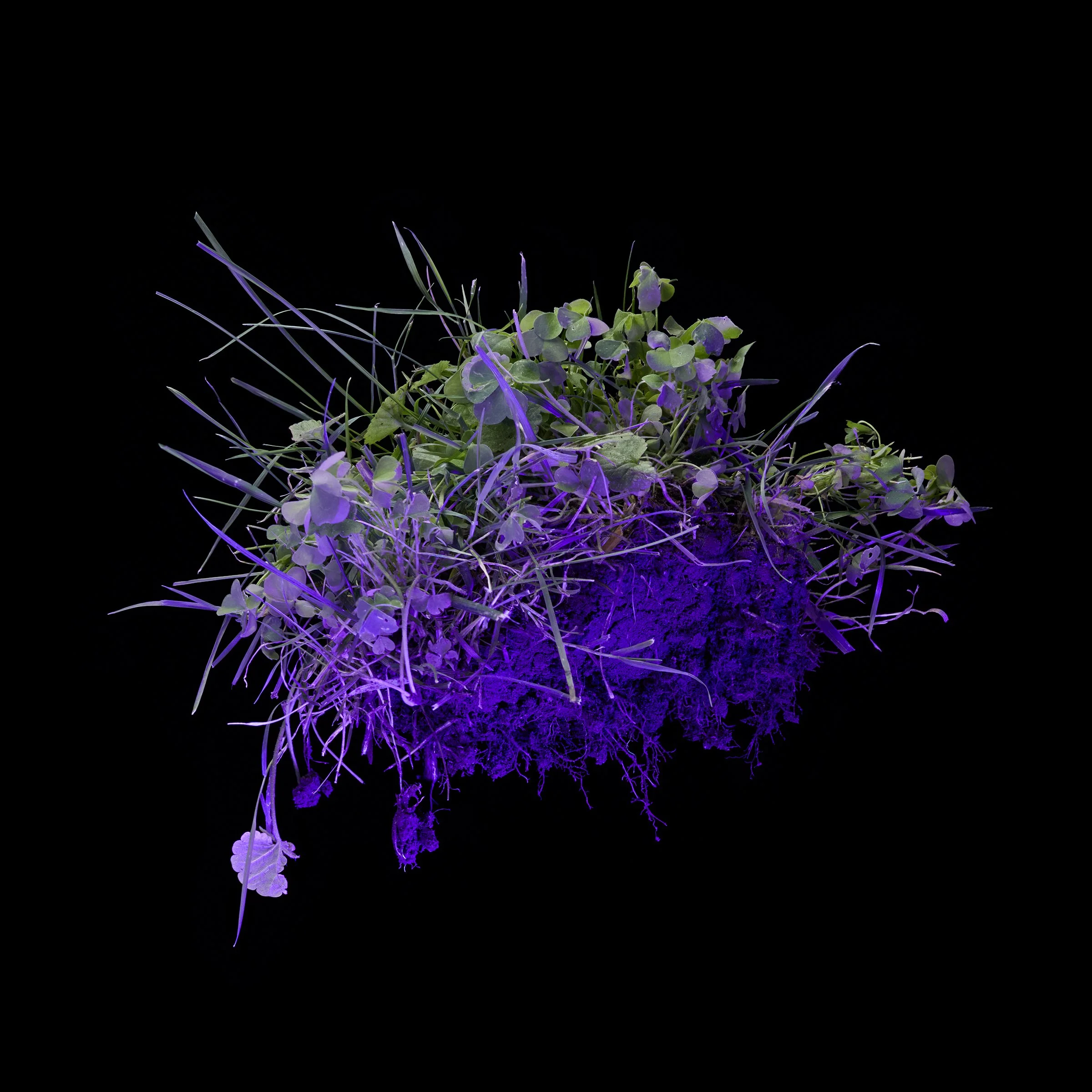 unknown_origins_interlopia_pristinus_001_myhr.jpg