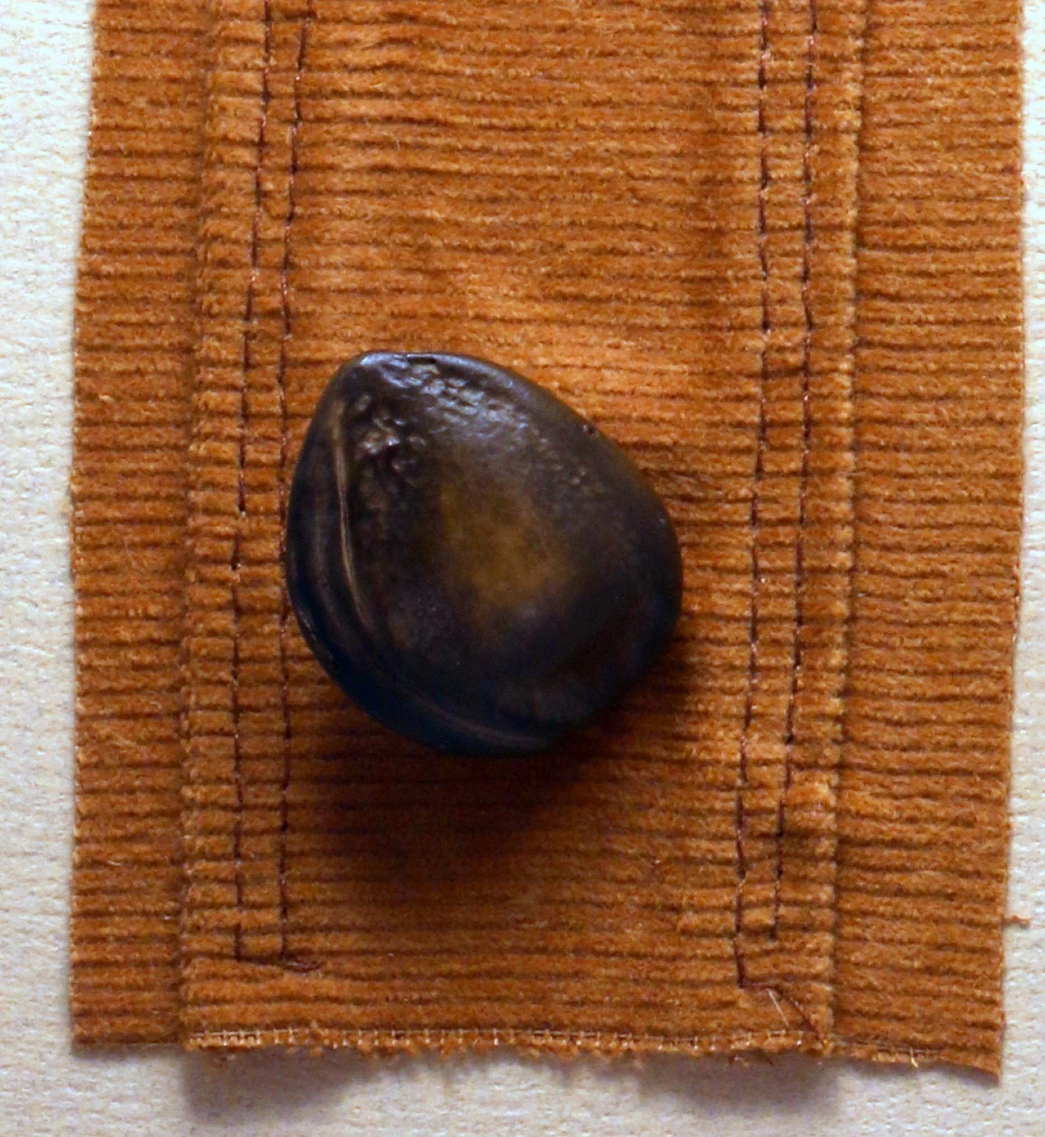 tray37-1.jpg