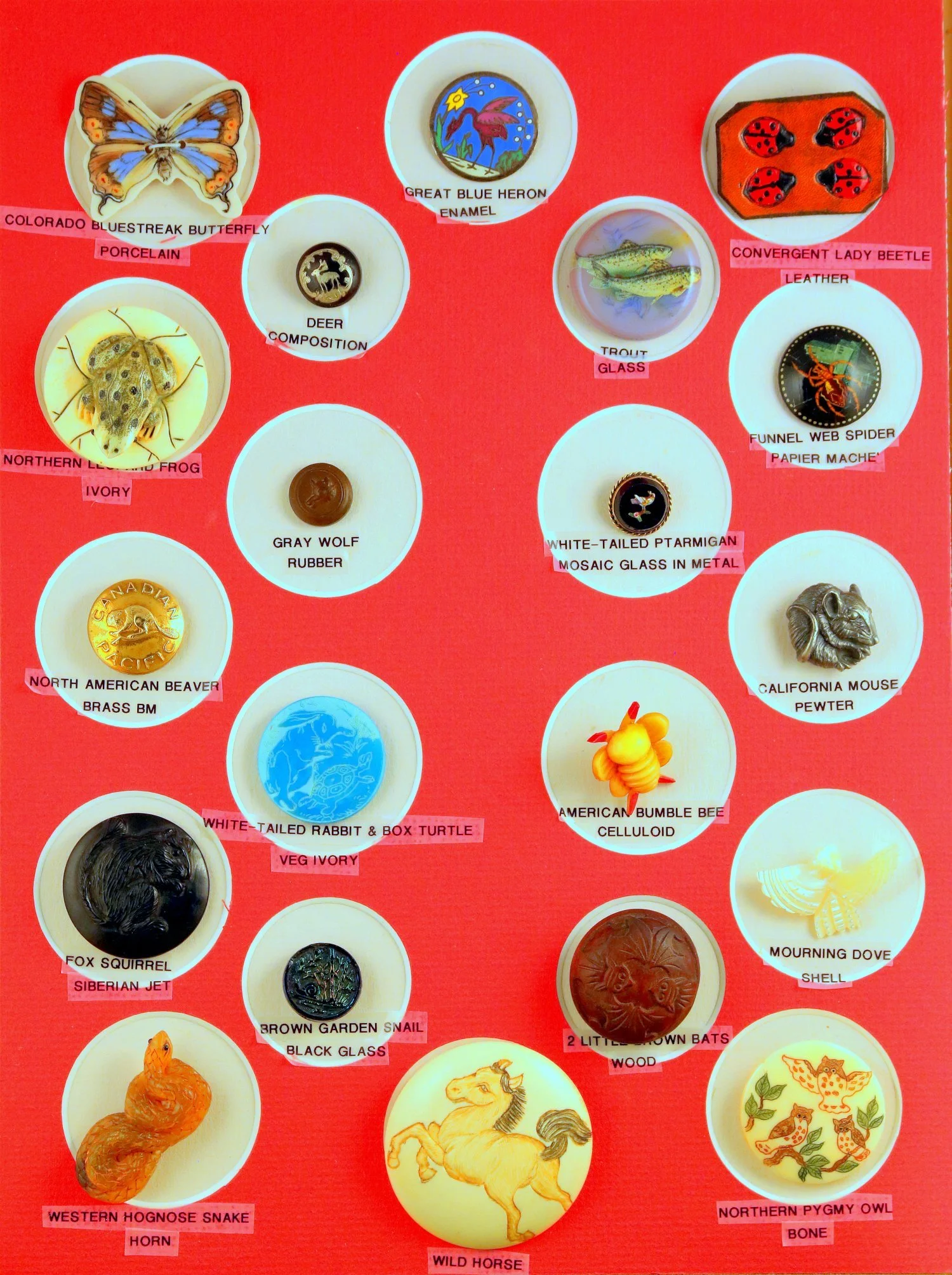 tray19-1.jpg