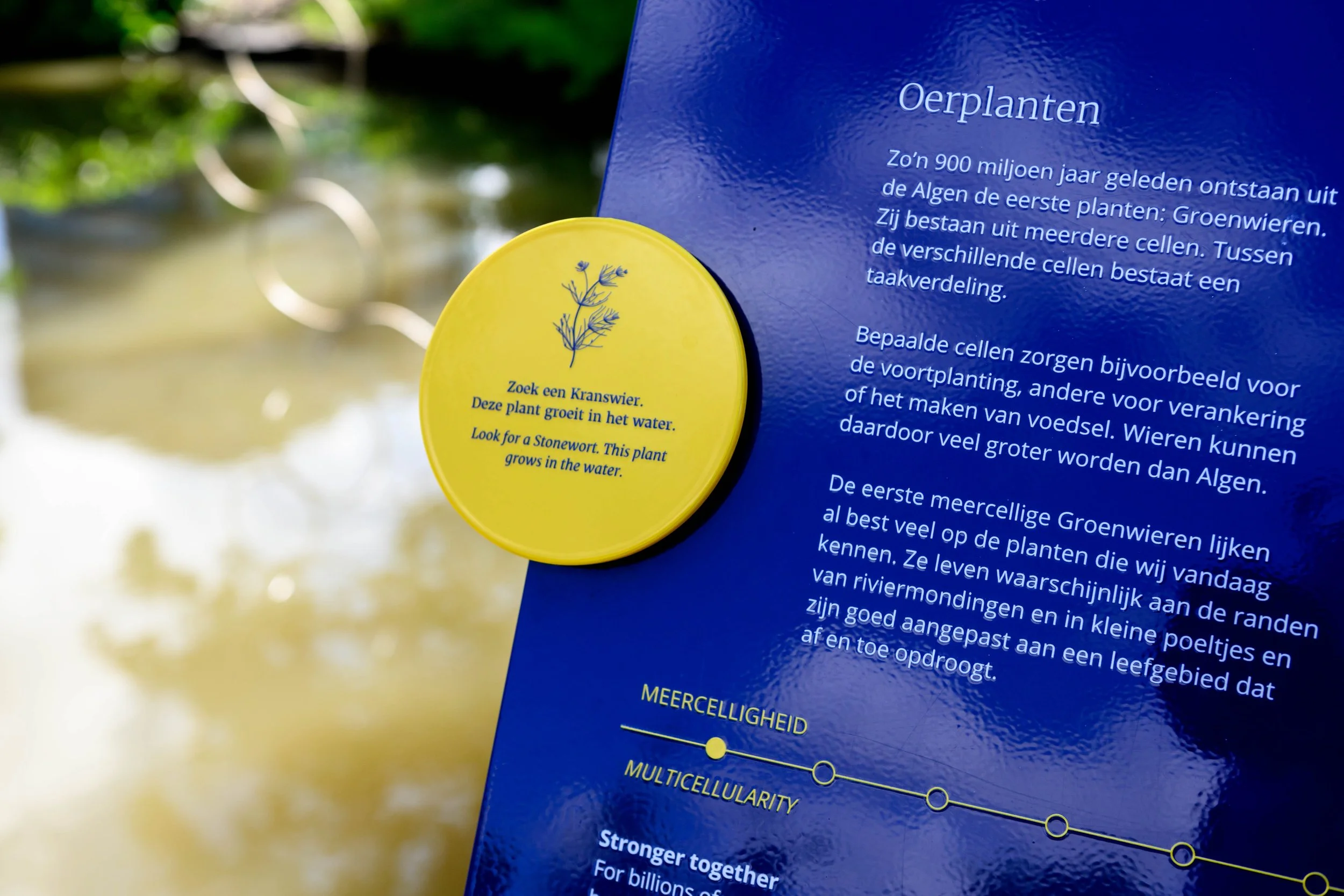 Evolutietuin_08.jpg