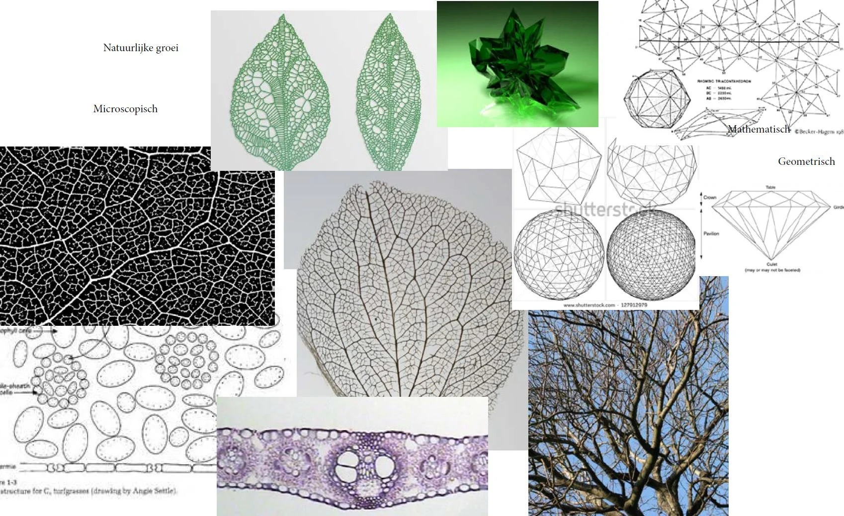 Collage.jpg