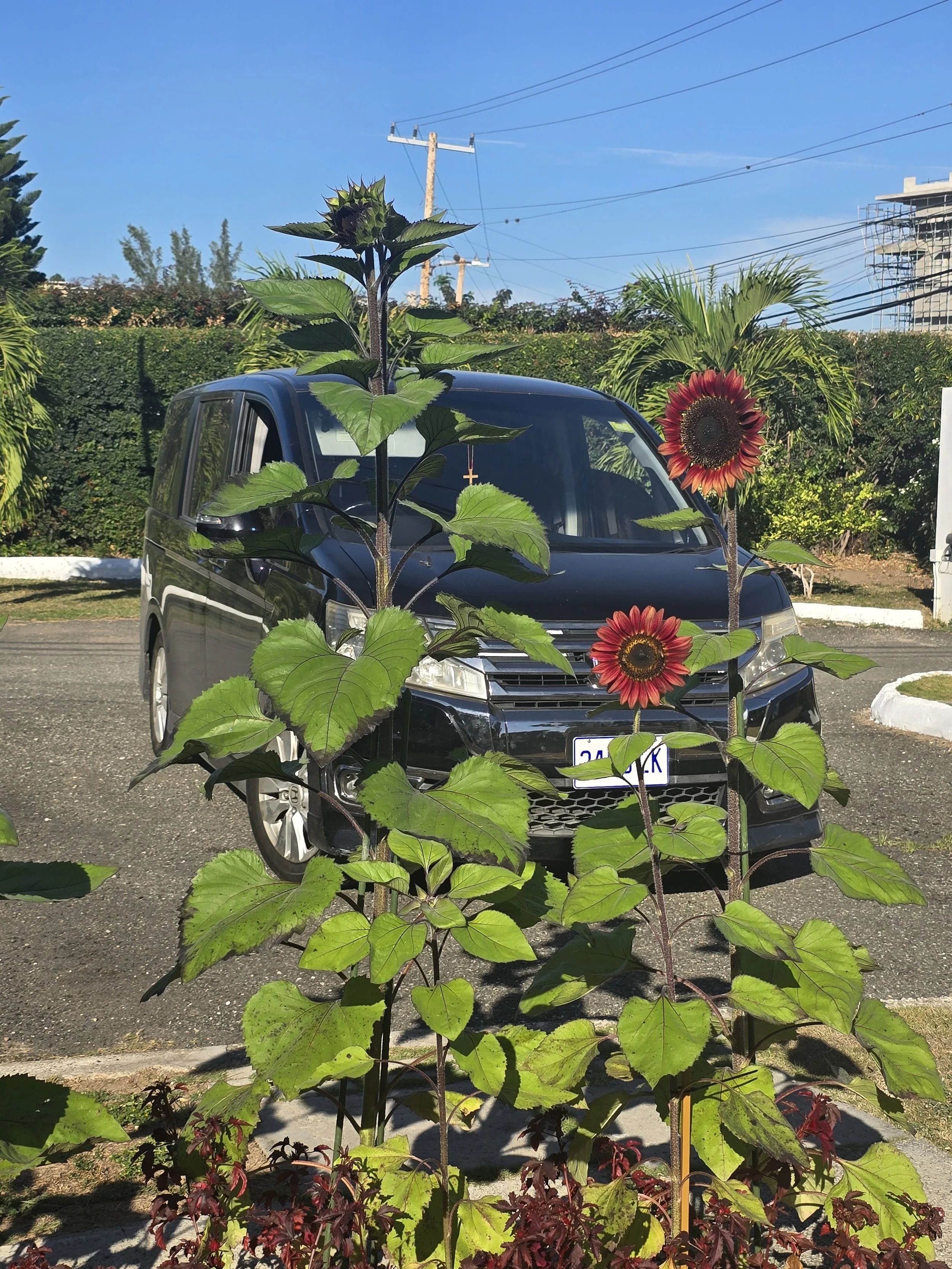 Brethren in Sunflowers