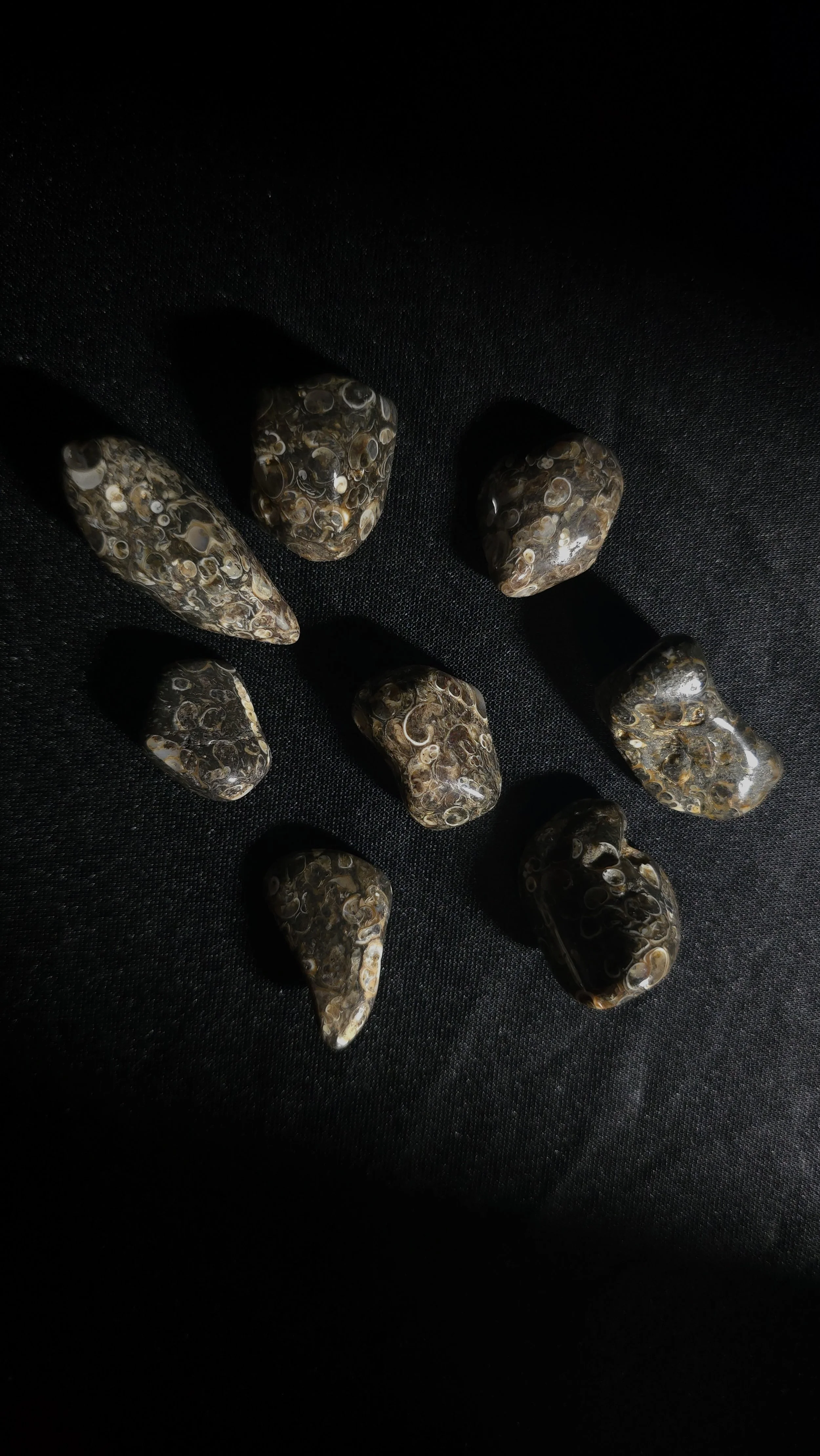 Turritella agate