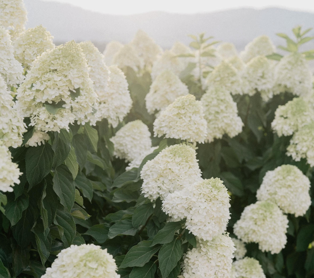 White hydrangeas in bloom with mountains in the background