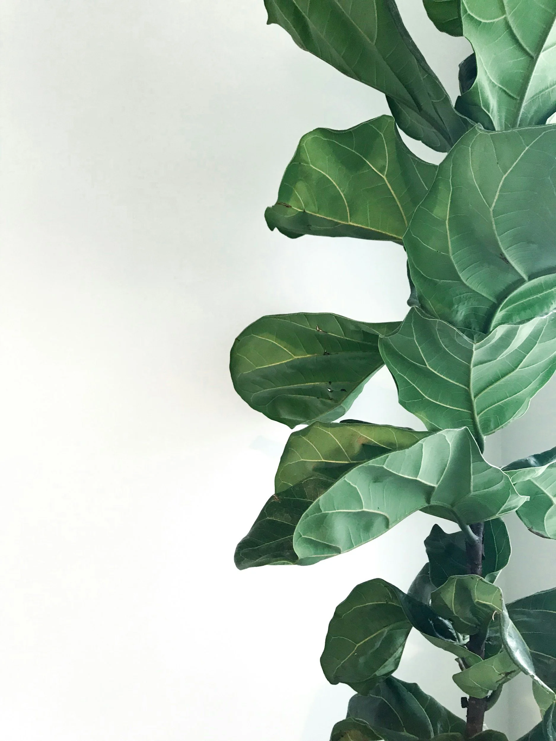 Close-up of a green ficus plant with large leaves against a plain white background.