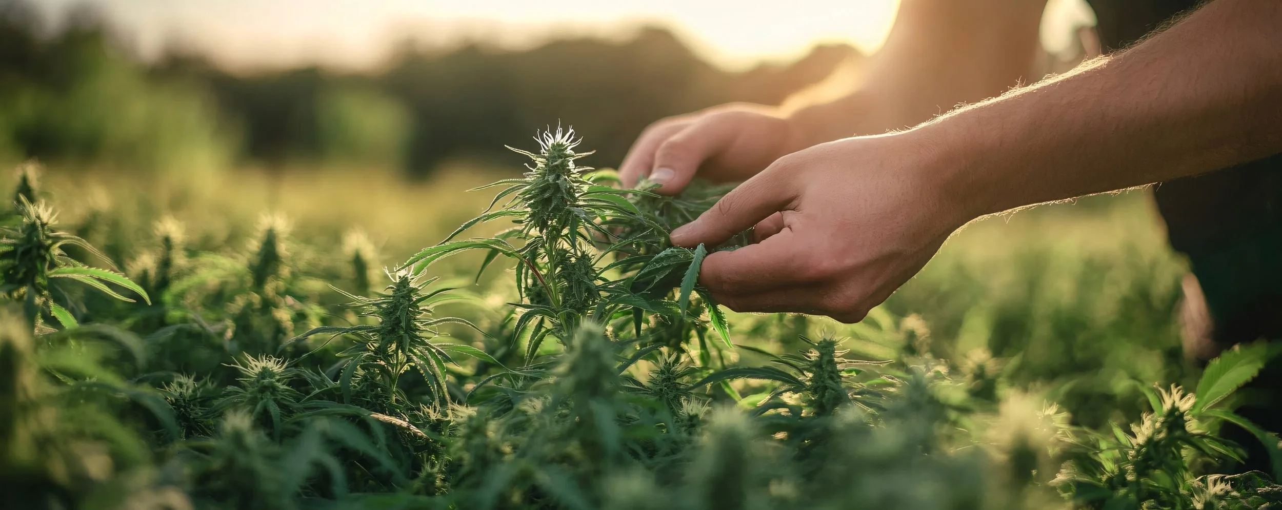 Hemp farmer with crops.