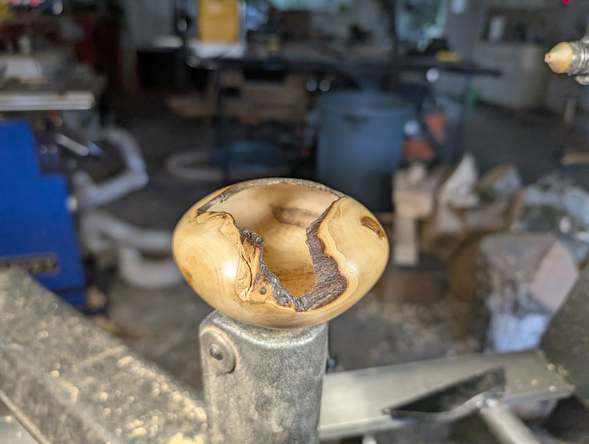 Live Edge Holly Hollow Form (4" x 2.25")