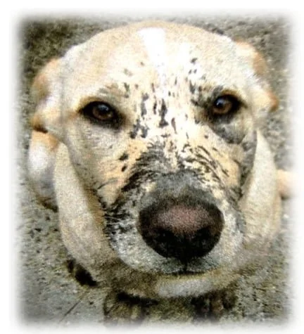 Shannon M. Bellof -formerly Dirty Dog Pet Sitters, LLC
