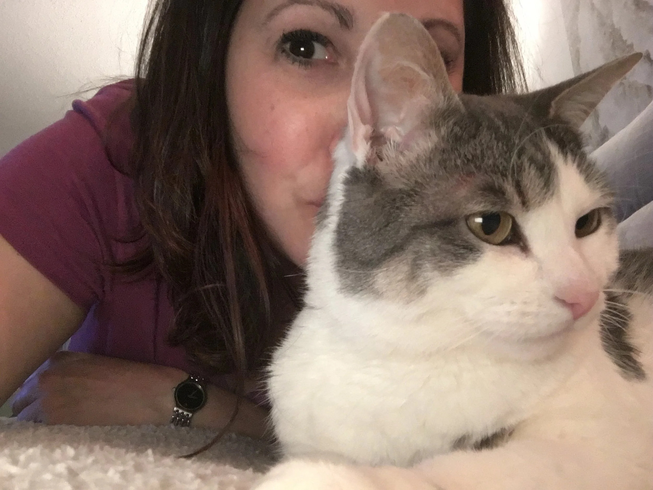 Pets Home Companion, LLC