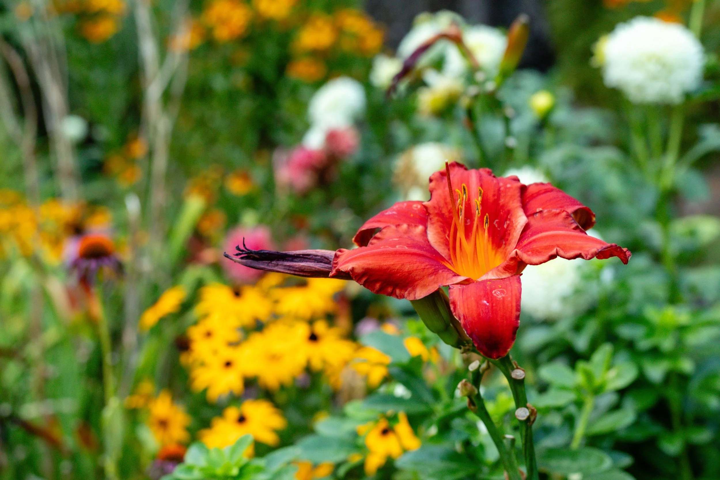 Photo of a red flower in the foreground of a field containing yellow and white flowers and greenery