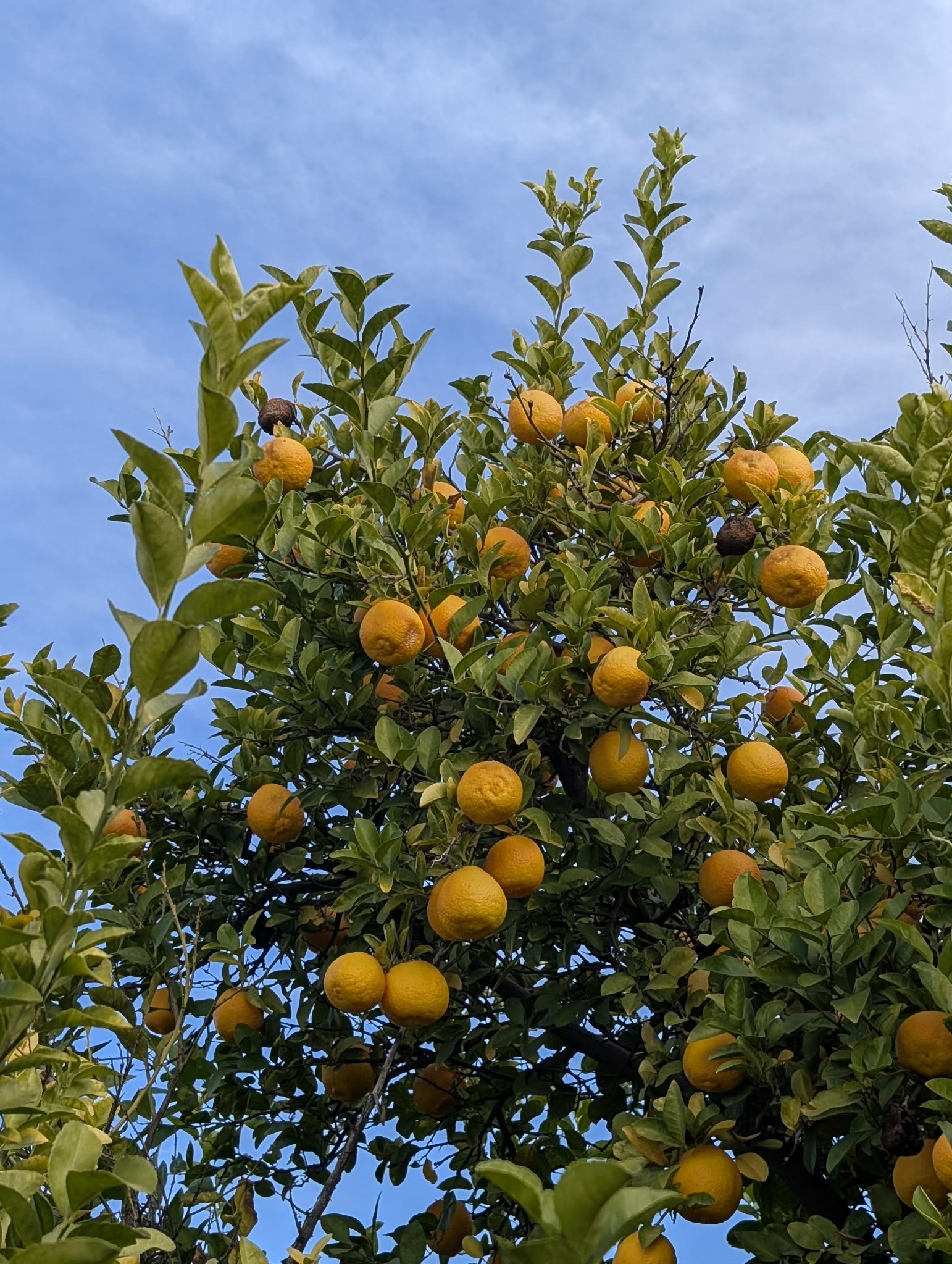Seasonal Eating: What a Dietitian Eats to Feel Energized