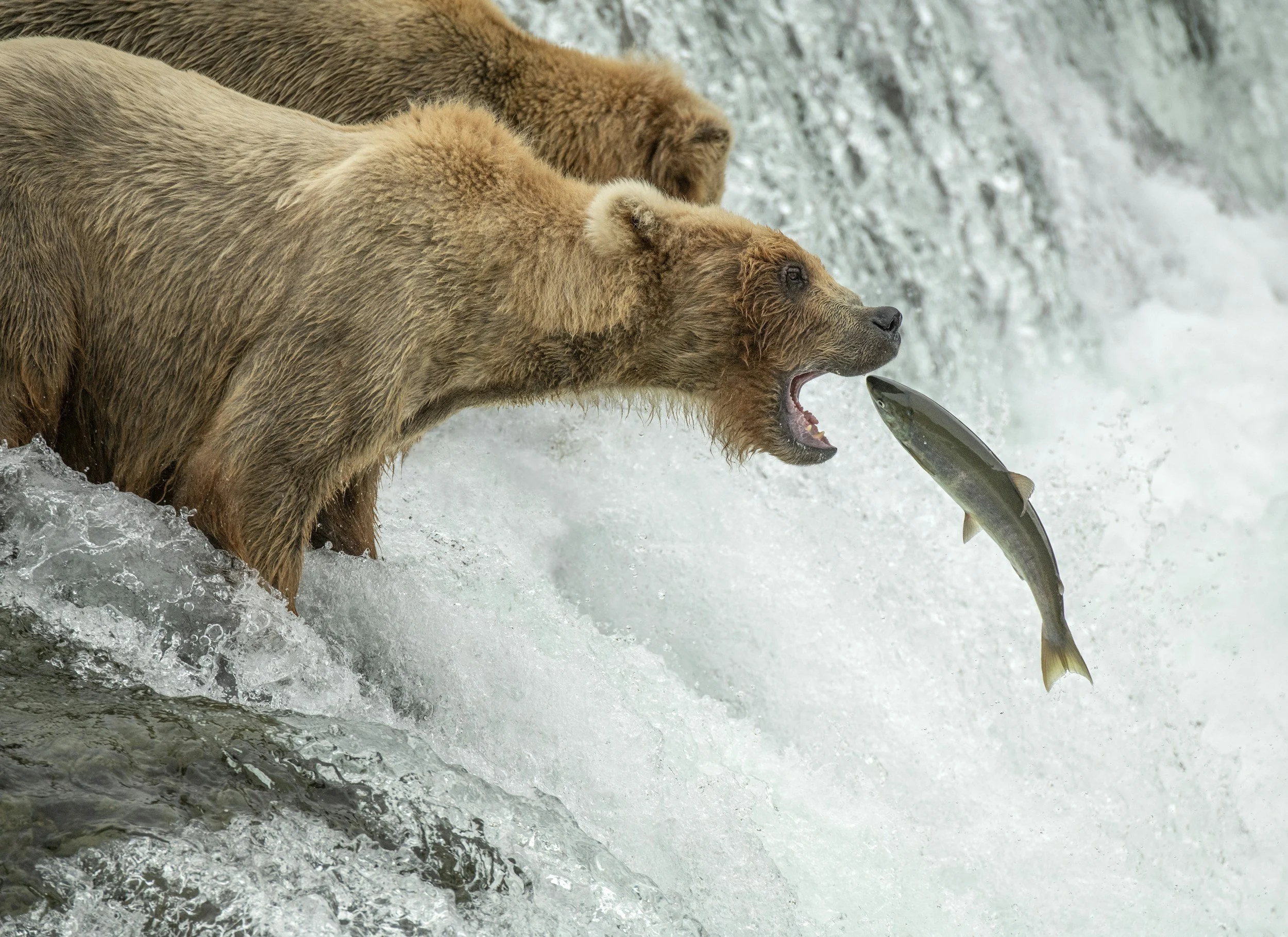 Wild Salmon Health Benefits: Bones, Brains, and Heart Health