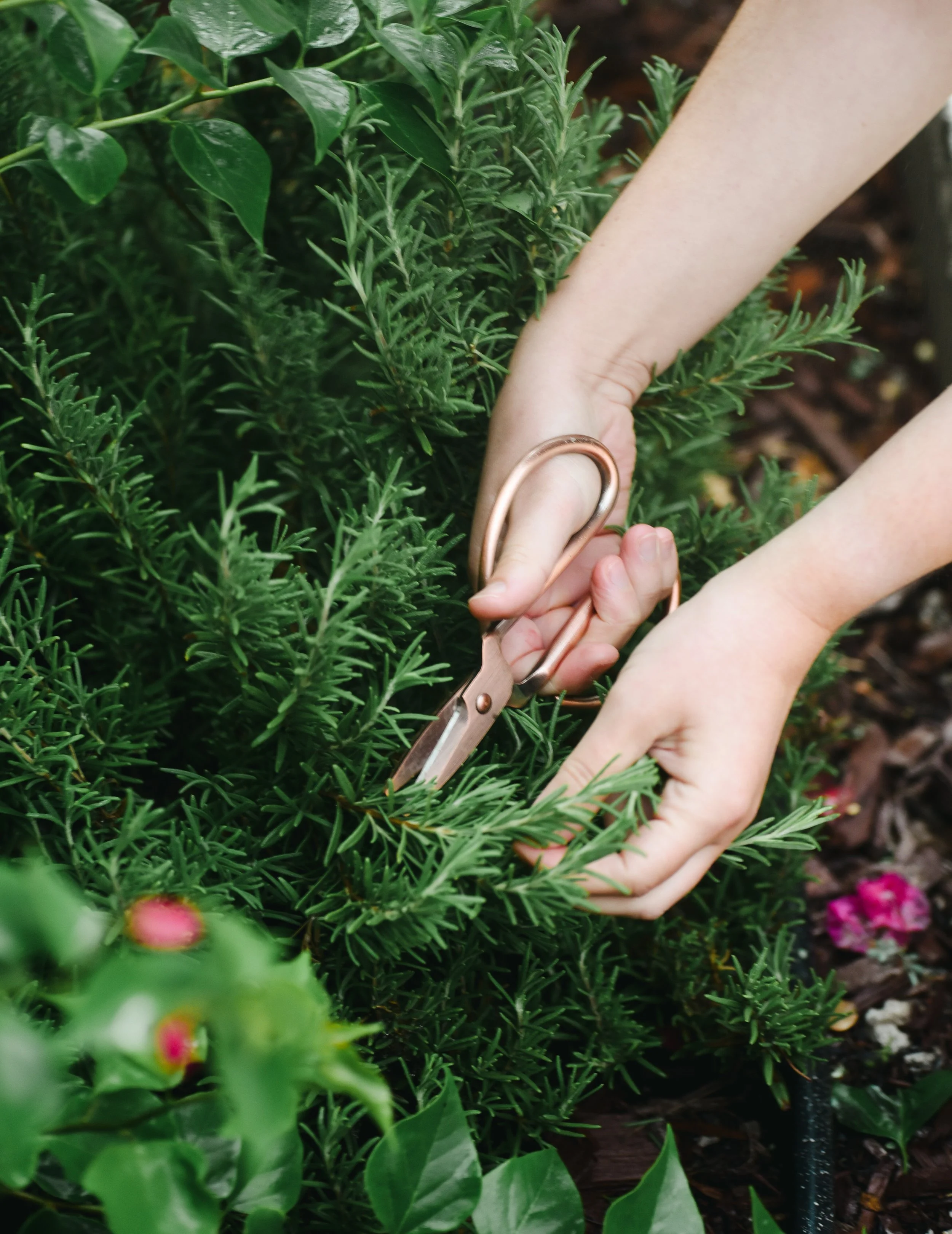 Two hands snipping a rosemary sprig with metal scissors