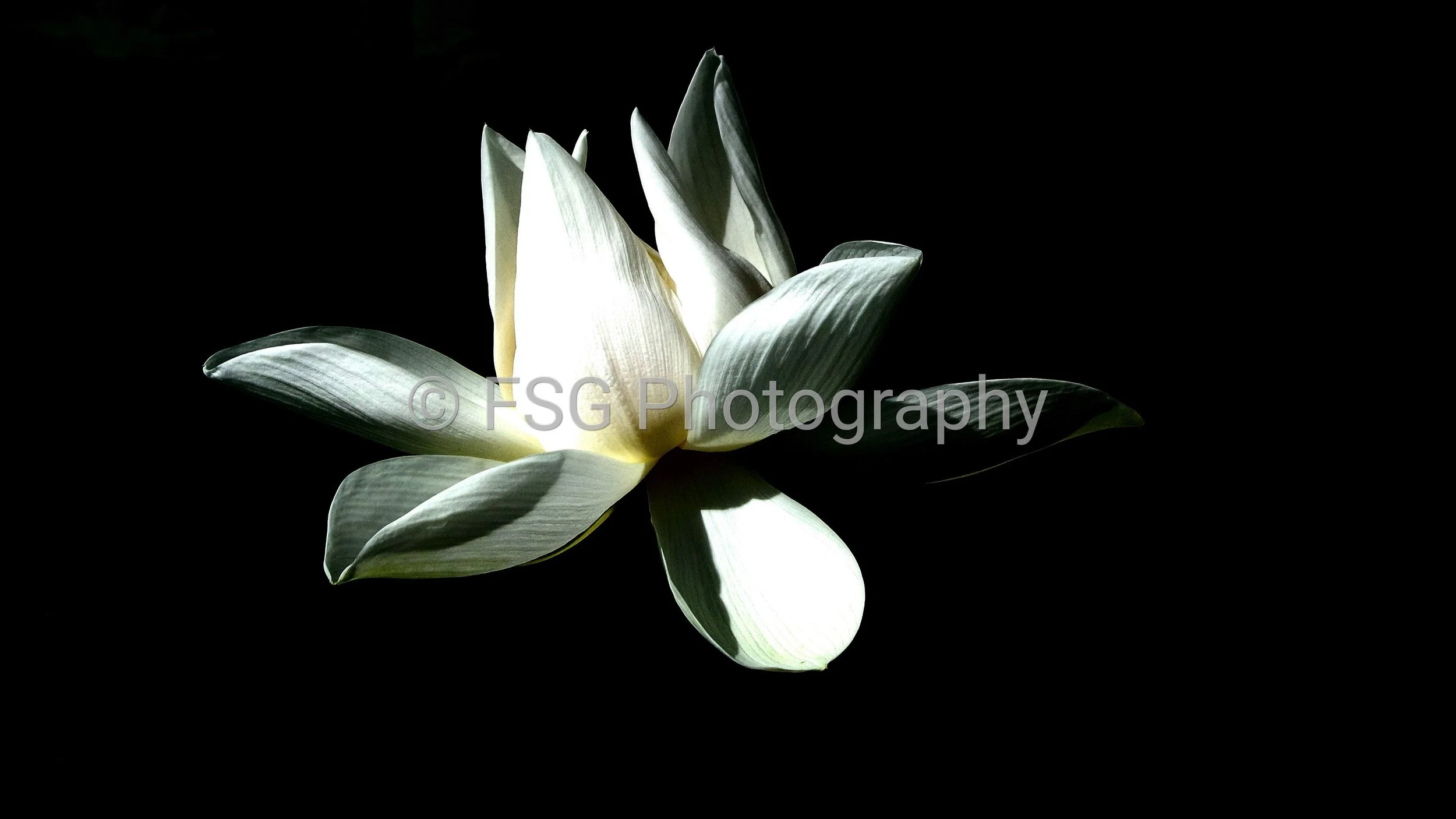 Luminous Flora

A striking study of form, light, and shadow. By isolating the translucent petals of a white water lily against a dark background, this image reveals the hidden architecture of the flower.