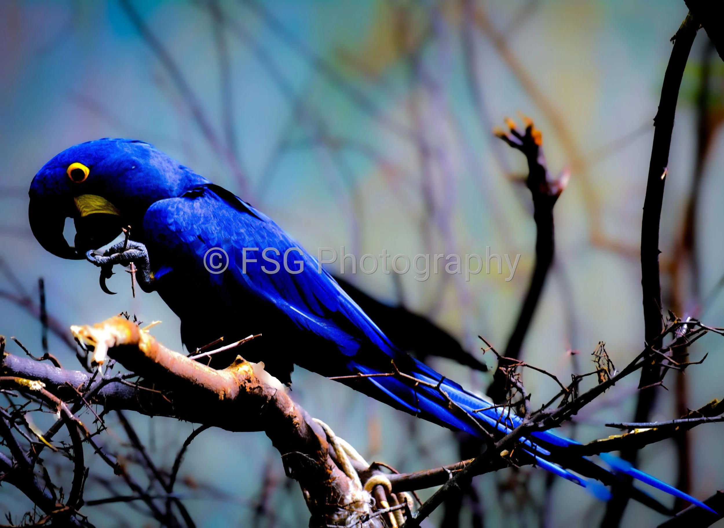 Blue Macaw

A striking blue macaw sits perched amongst branches, silhouetted against the soft backdrop. The dramatic lighting highlights the deep textures of its feathers and the sharp curve of its beak, capturing a quiet moment of wild elegance.