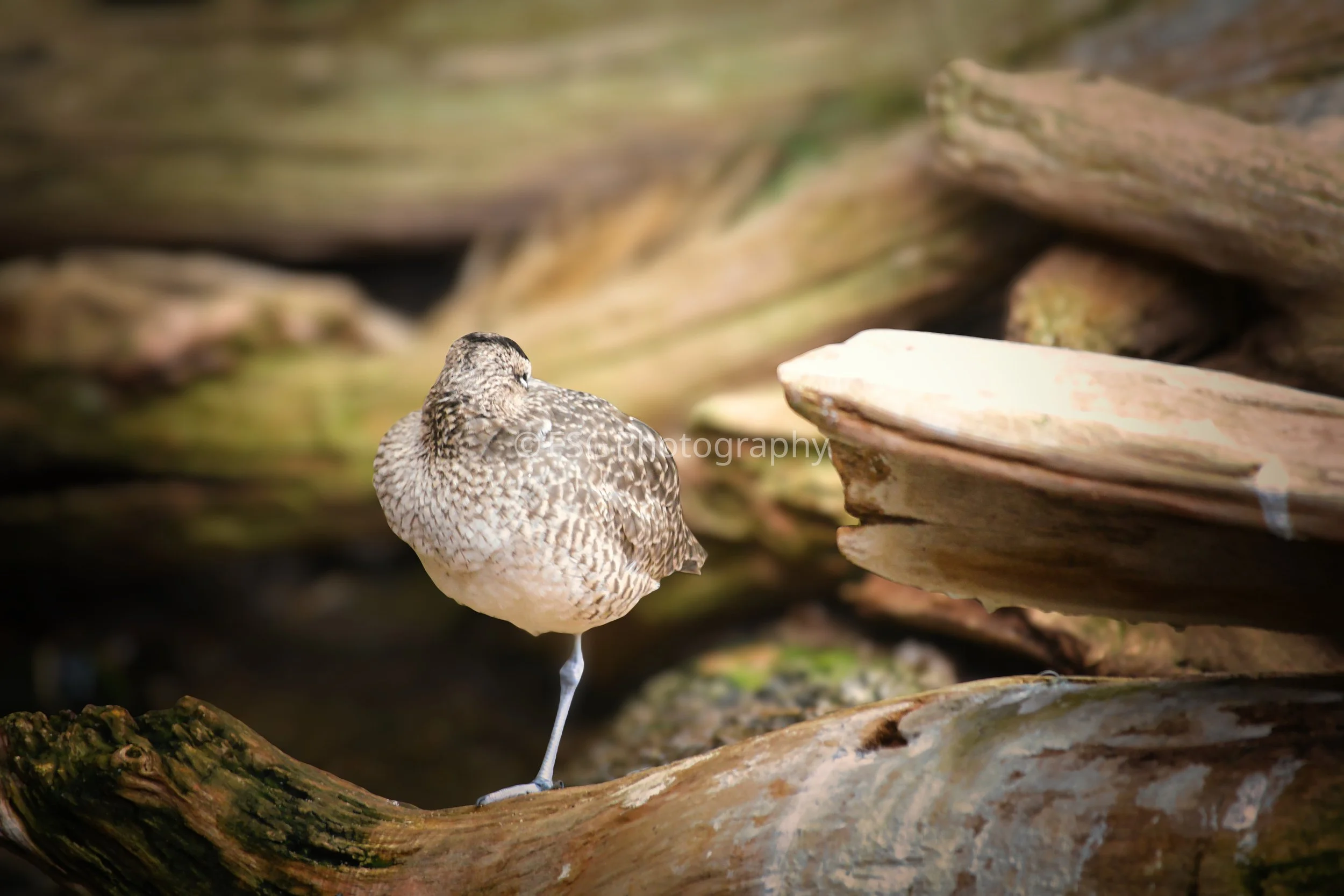 Defying Gravity

This photograph captures a small songbird suspended in an impossible tilt against massive, weathered tree trunks.