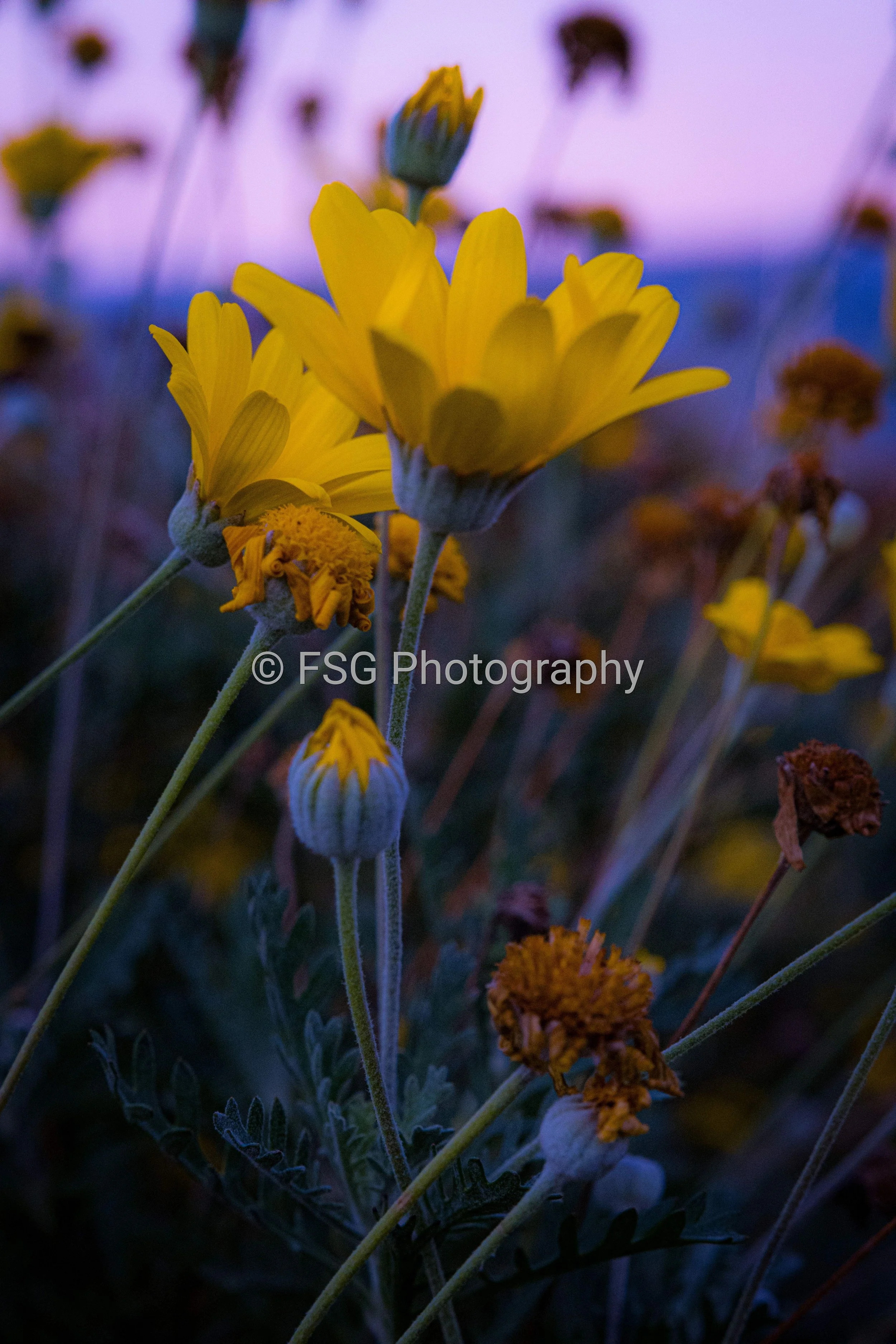 Drakensberg Gold

This photograph captures the resilient beauty of wild daisies, blooming against a dramatic Drakensberg backdrop.The brilliant yellow petals contrast sharply against the deep cooling shadows of the late afternoon. It stands as a test