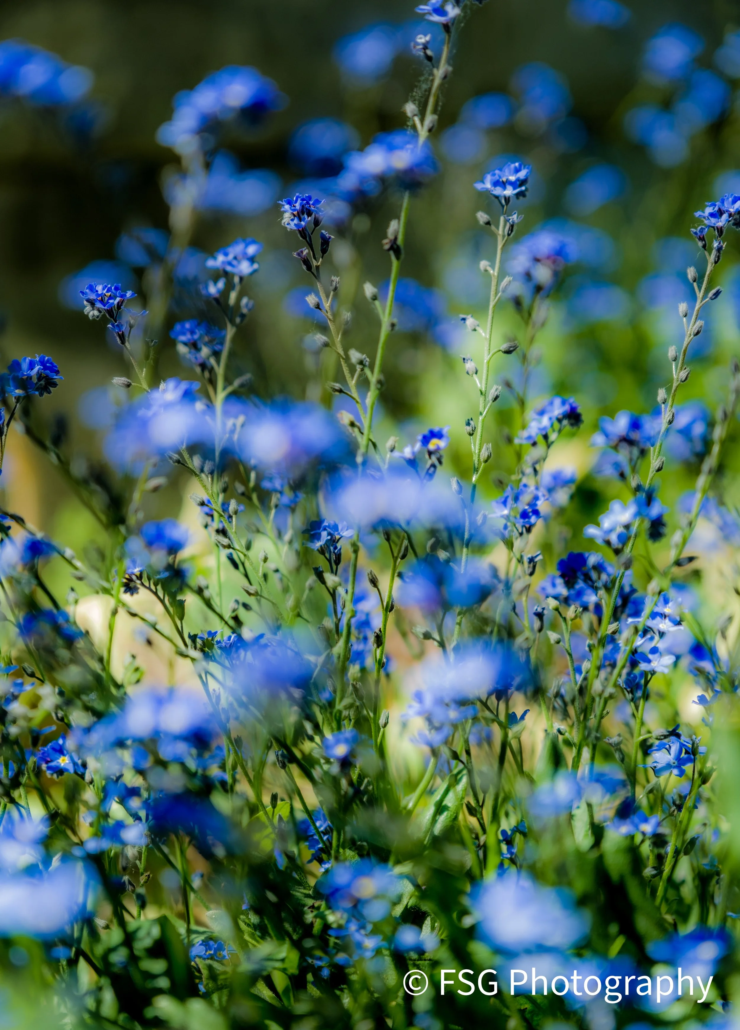 This photograph captures a serene, dreamlike escape into the natural world. Rendered with a gentle blur in the foreground, the image invites the viewer's eye to wander into the distance, where a sea of vibrant blue blossoms emerges with striking clar