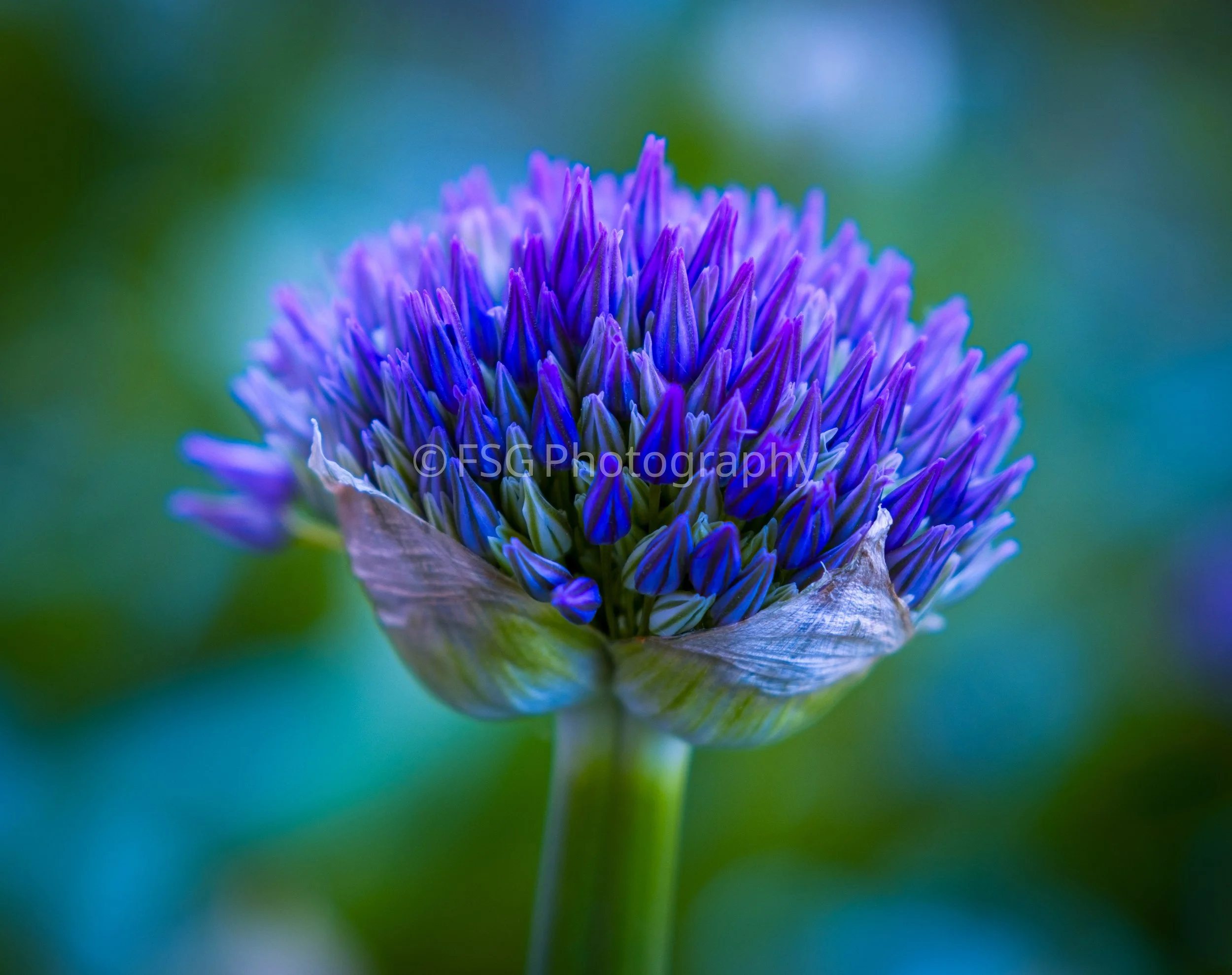 Electric Bloom

A macro perspective of an ornamental Allium flower opening up in Poland.