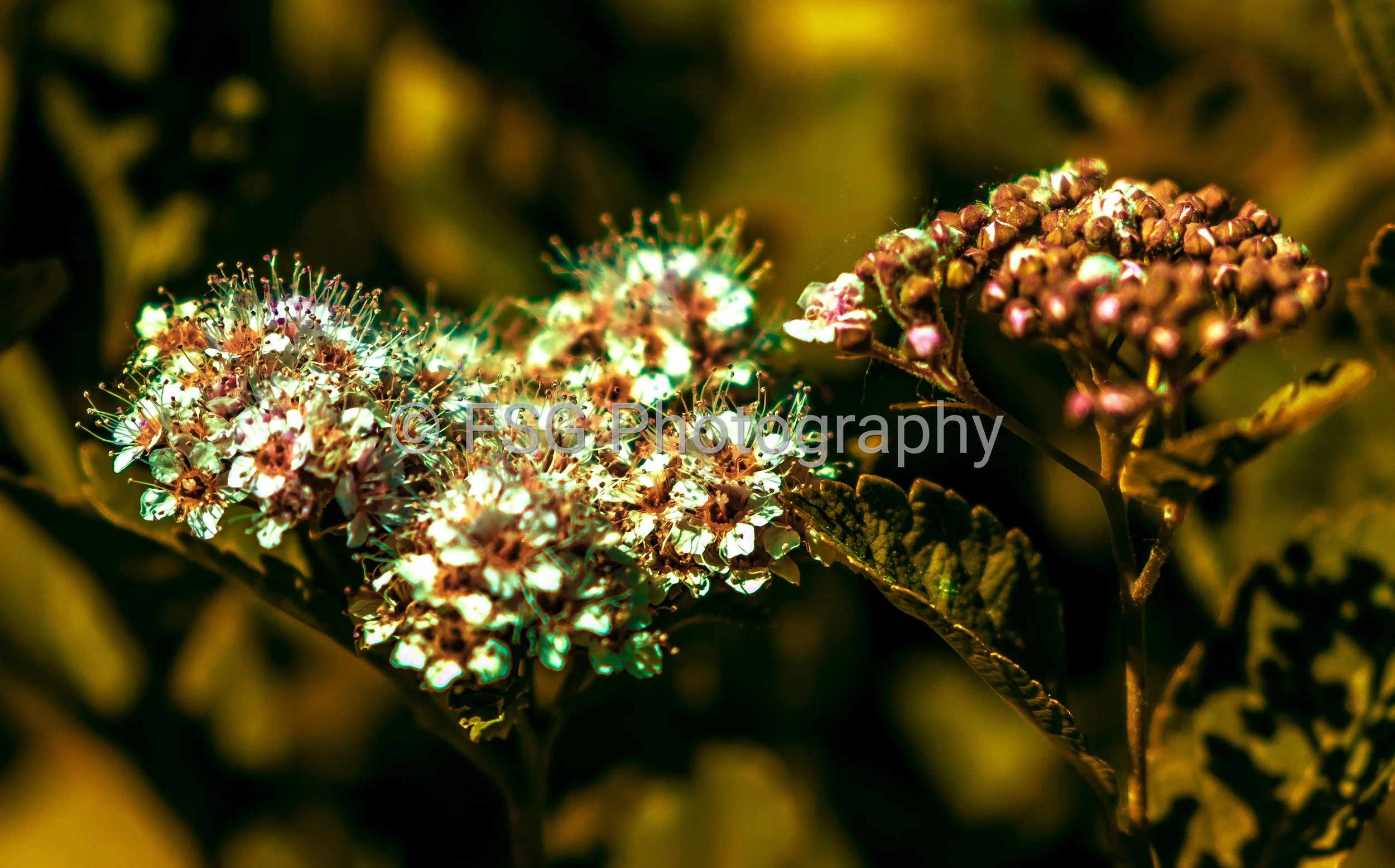 Sepia Haze

​This photograph is a nostalgic exploration of form and light, captured in muted tones. The sepia palette, with its rich brown shades and delicate white details, lends an air of timelessness to the floral subject. The image's soft focus a