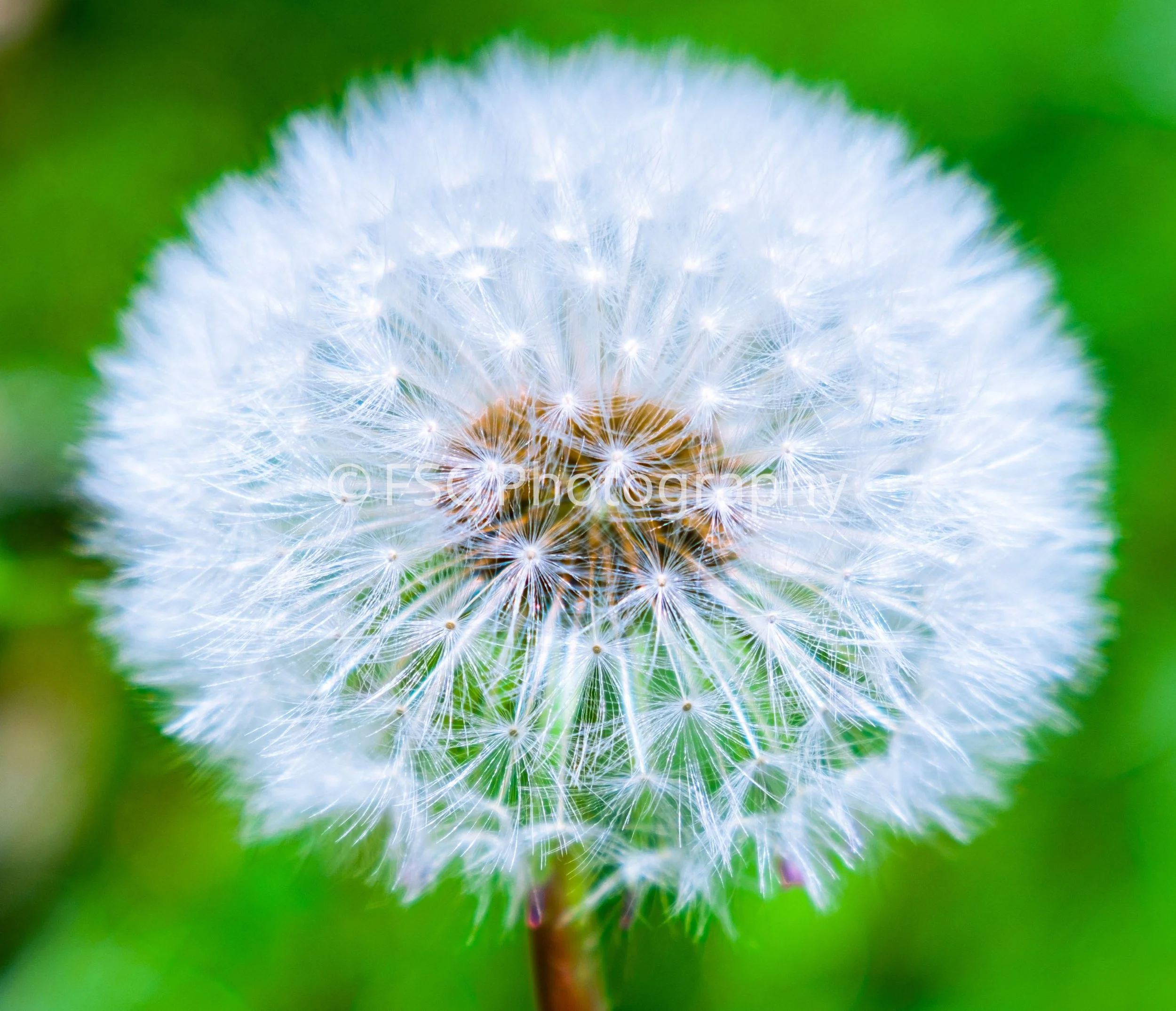 Nature's Architecture

This macro photograph isolates the flawless spherical geometry of a mature dandelion. Photographed in Poland, the image highlights the fine, parachute-like hairs of the pappi spreading out from their central axis. It invites th