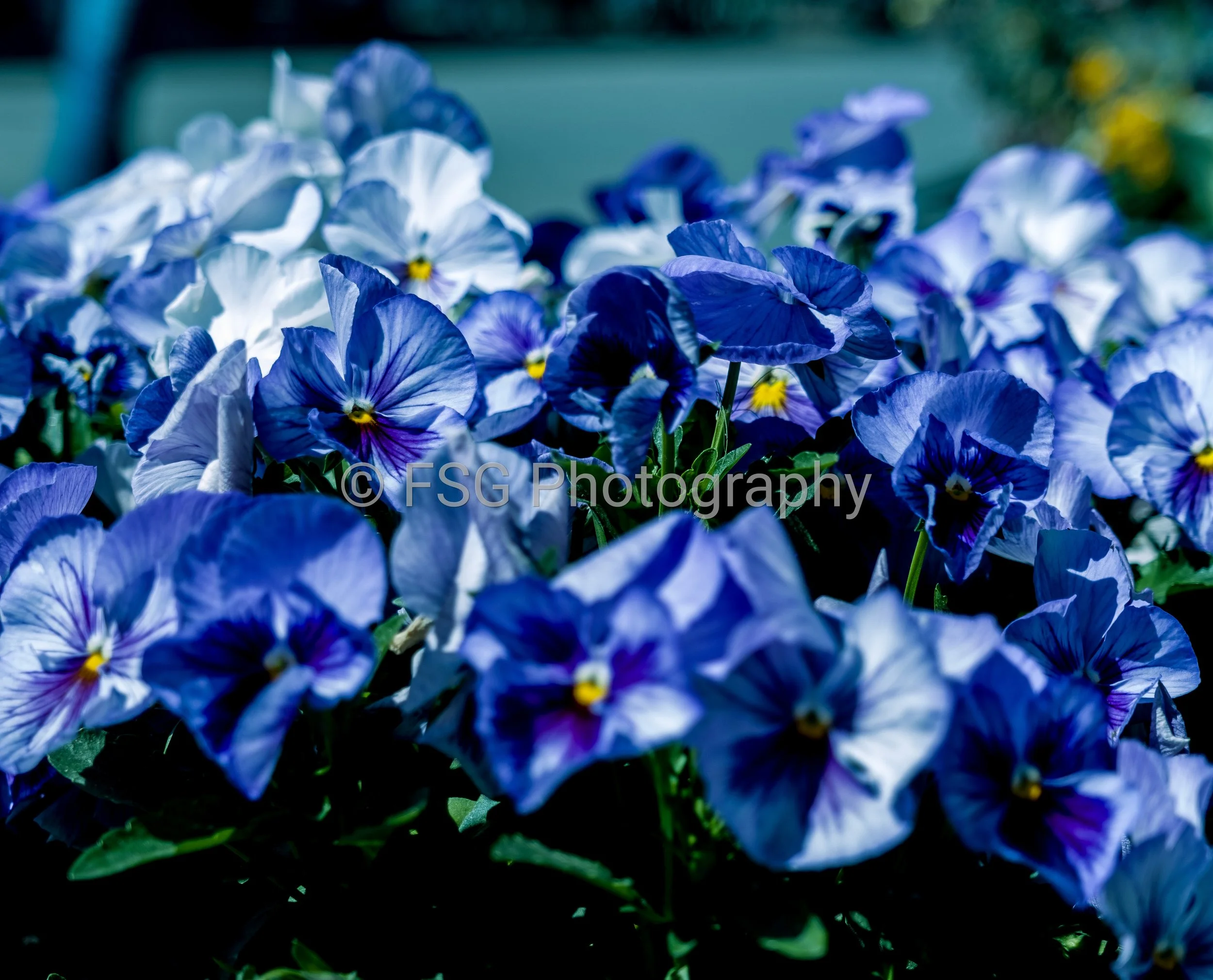 Vivid Study

This photograph presents a captivating study of vibrant color and texture. Captured in macro, it reveals the intricate patterns of blue and white pansies. The flower's intense hues are set against a soft, blurred background, allowing its