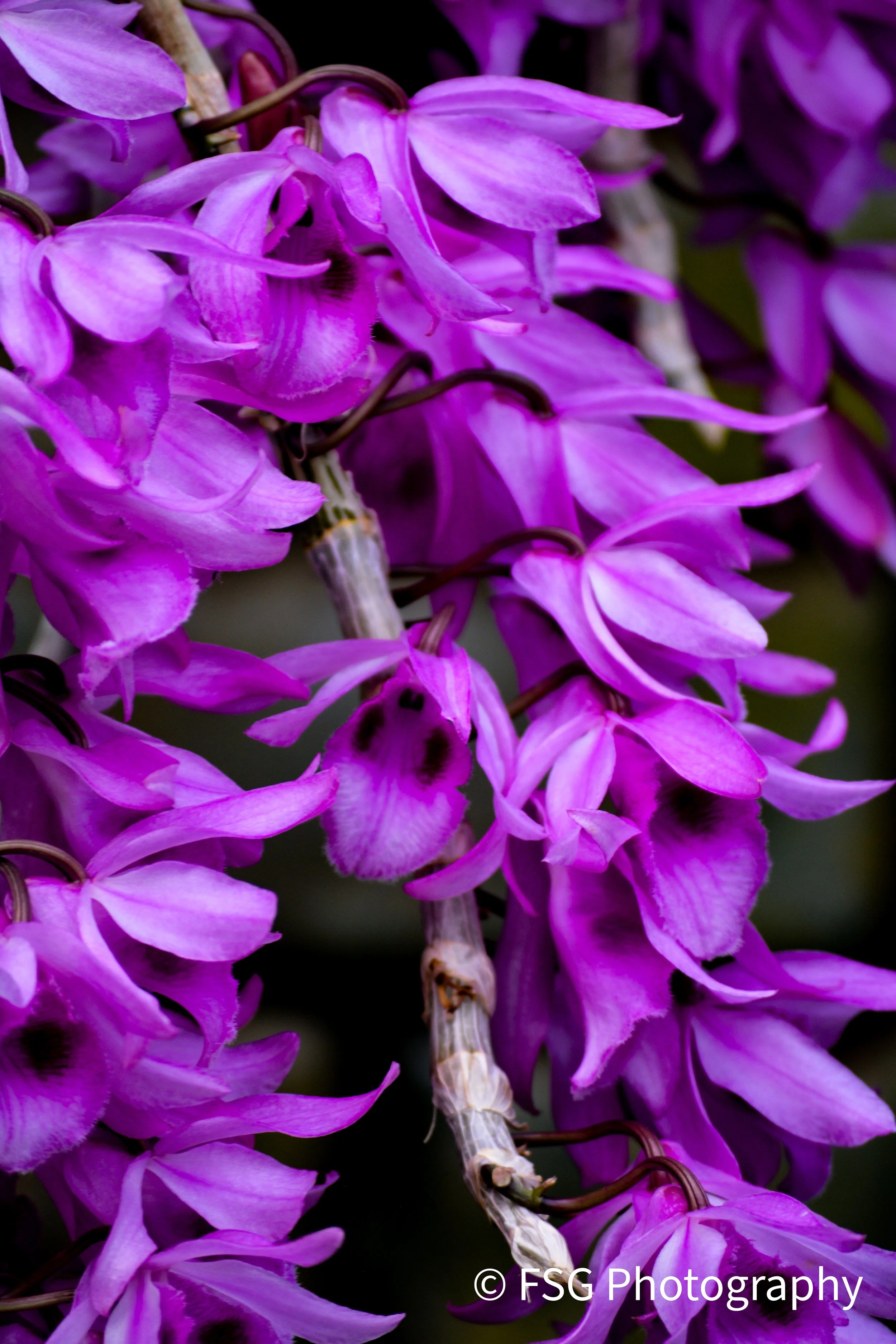 An intimate portrait of orchids, this photograph is a study in dramatic elegance. Captured with a macro lens, it reveals the unexpected strength and unique forms hidden within its delicate petals. The flower's luminous pinks and purples emerge from t