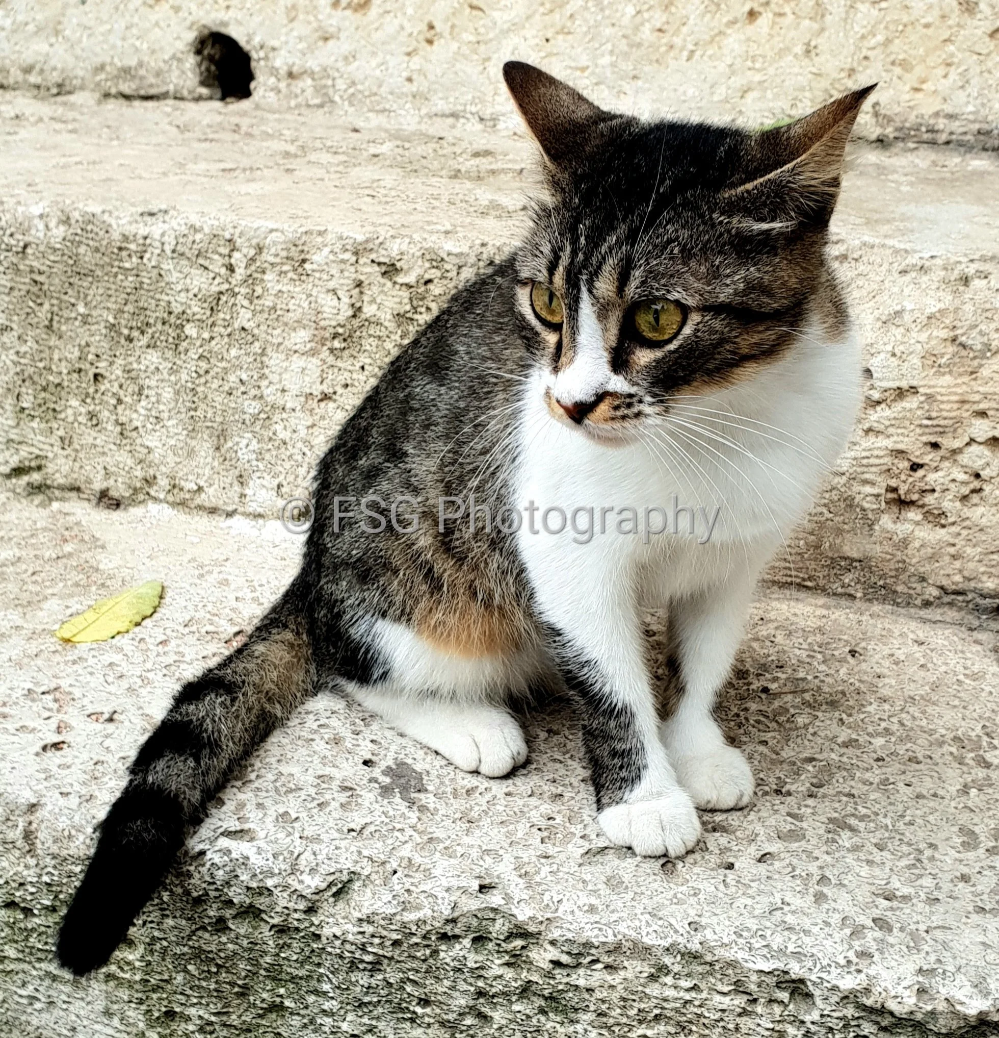 Stone and Calico

A composition balancing organic and urban textures , the soft multi-coloured coat of a domestic cat contrasts sharply against the rough weathered concrete backdrop.