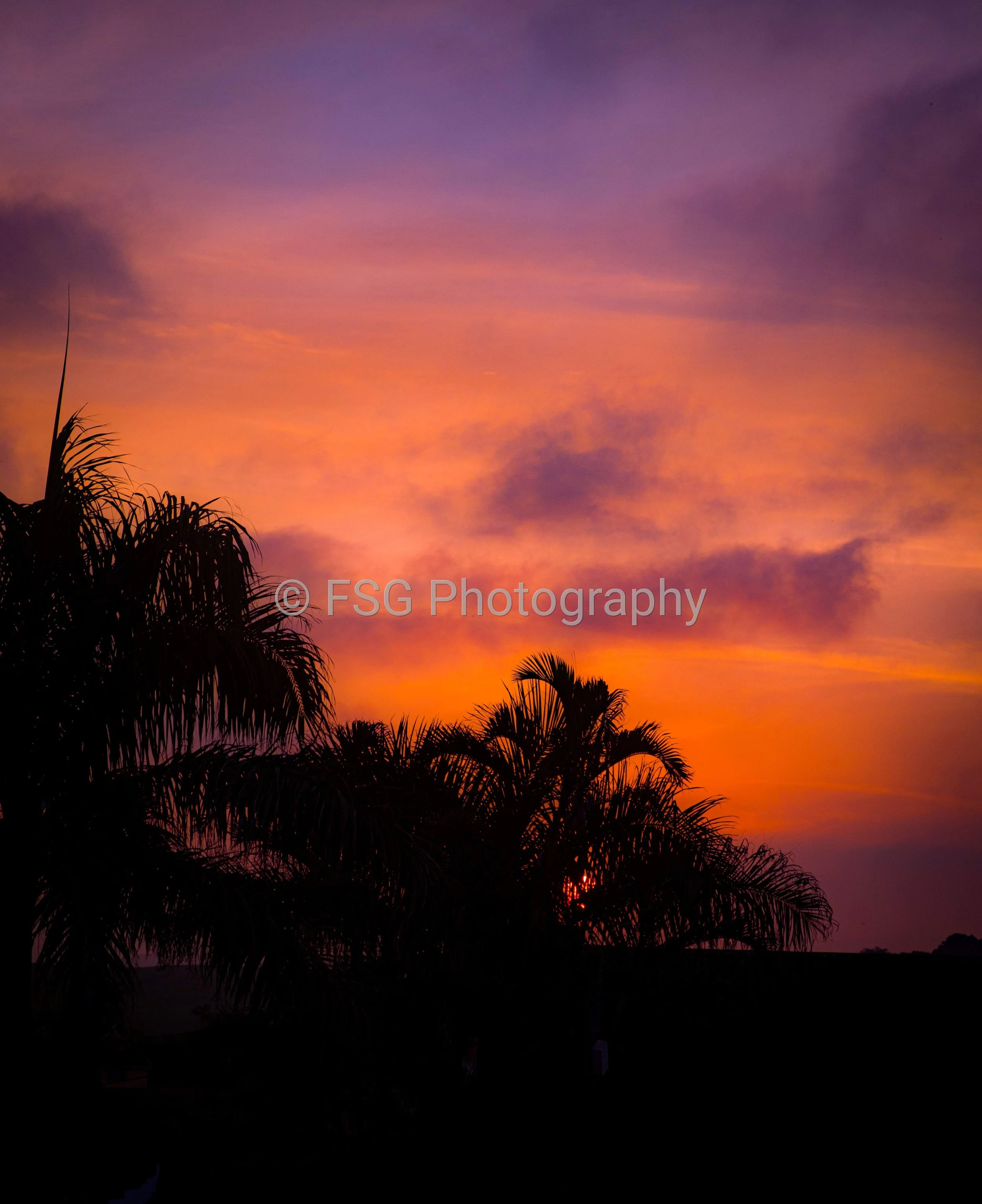 Afterglow

This piece captures the striking contrast between organic silhouettes and a vibrant tropical sky.