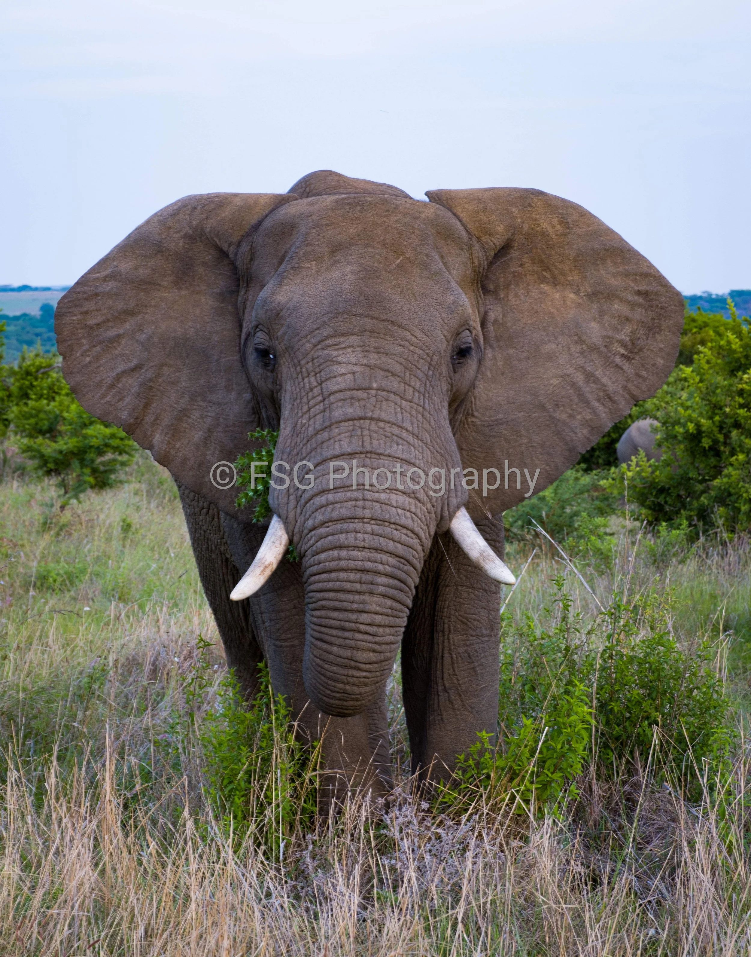 Eyes of the Wild

This intimate wildlife portrait captures the detailed textures of an african elephant skin and tusks. The magnificent animal pauses during its meal looking directly into the camera with an expression of calm curiosity.