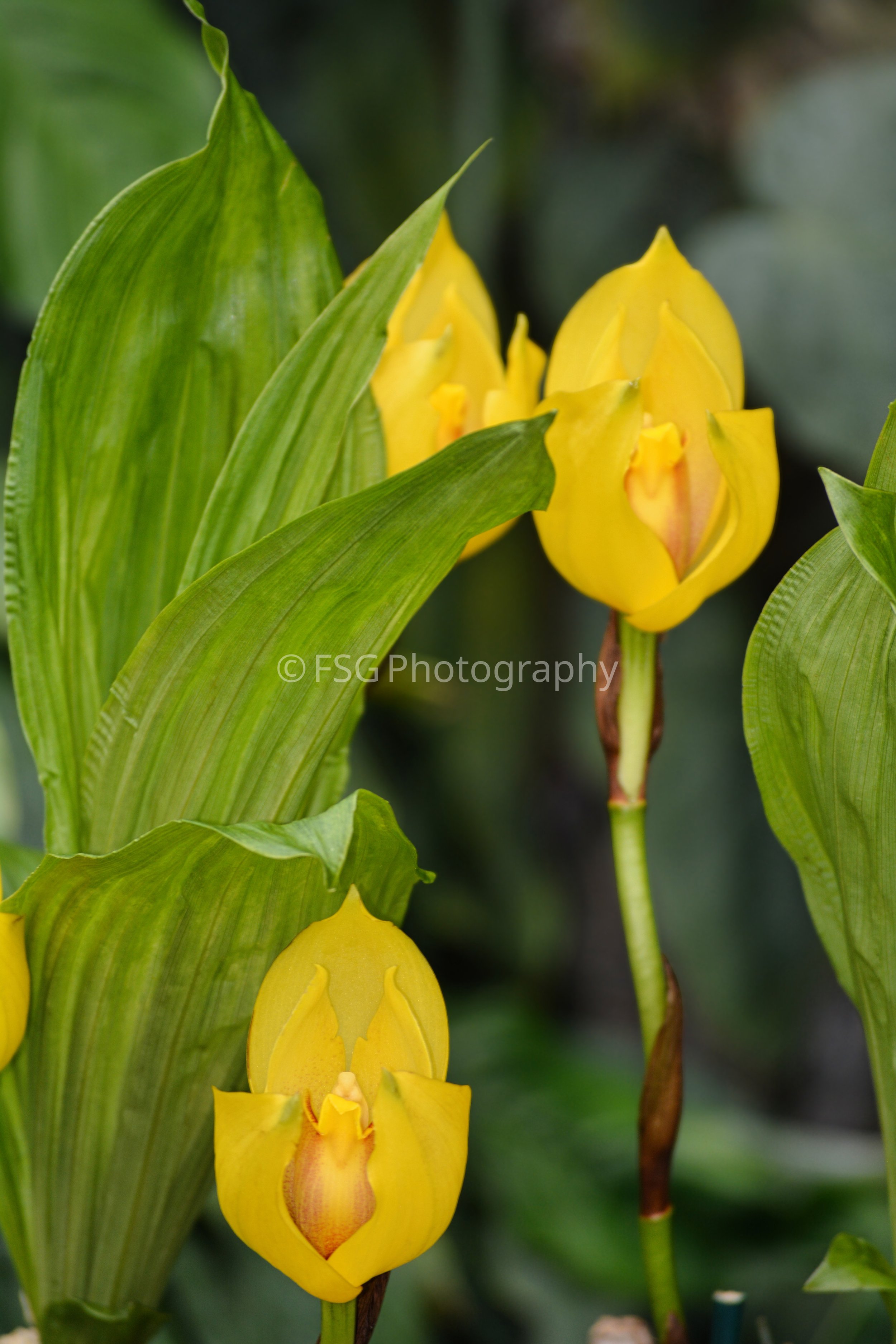 Cradles of Gold

This photograph captures Anguloa clowesii, commonly known as The Cradle or Tulip Orchid. The composition contrasts the waxy, glowing golden chalices against a backdrop of deep, textured emerald leaves.