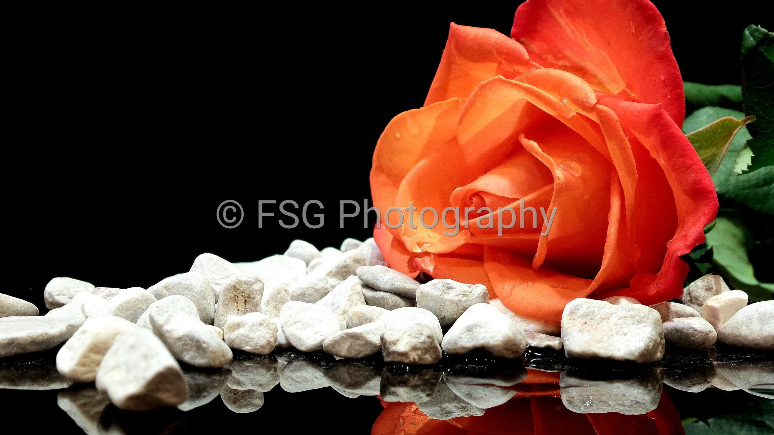 A Silent Reflection

This photograph captures a moment of serene contemplation. A single red rose lies on a bed of white pebbles, its form perfectly mirrored in a shallow pool of water. The deliberate stillness and elegant simplicity invite the viewe