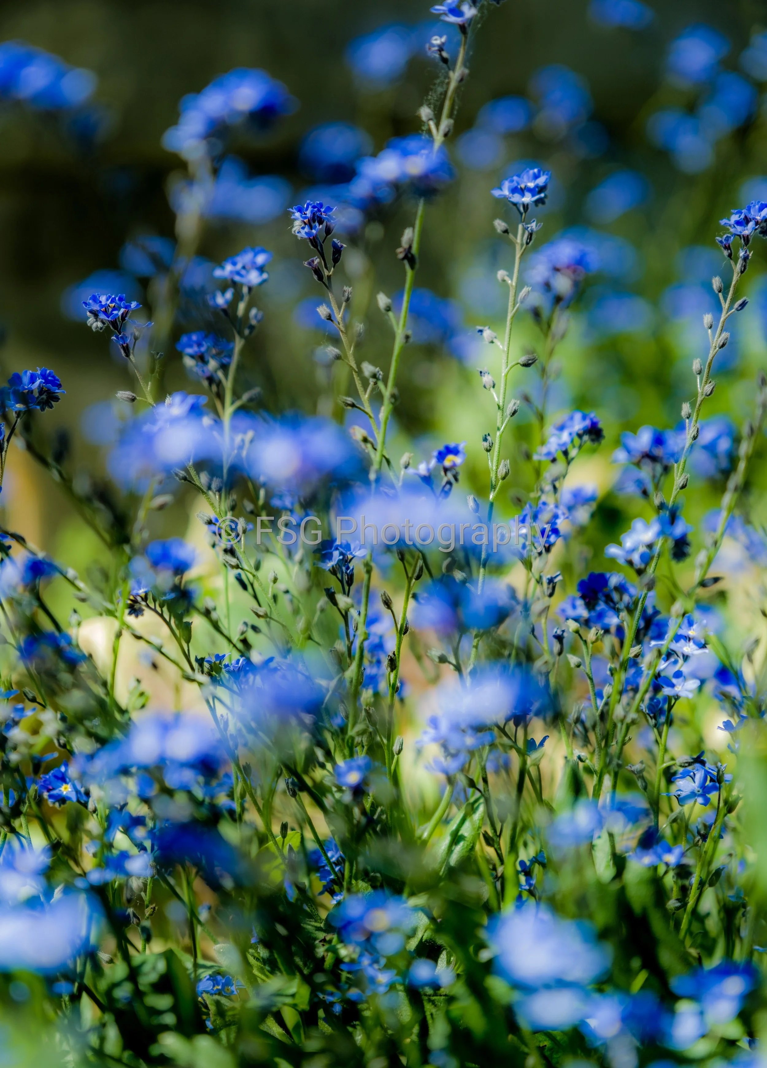 Beyond the Haze

This photograph captures a serene, dreamlike escape into the natural world. Rendered with a gentle blur in the foreground, the image invites the viewer's eye to wander into the distance, where a sea of vibrant blue blossoms emerges w