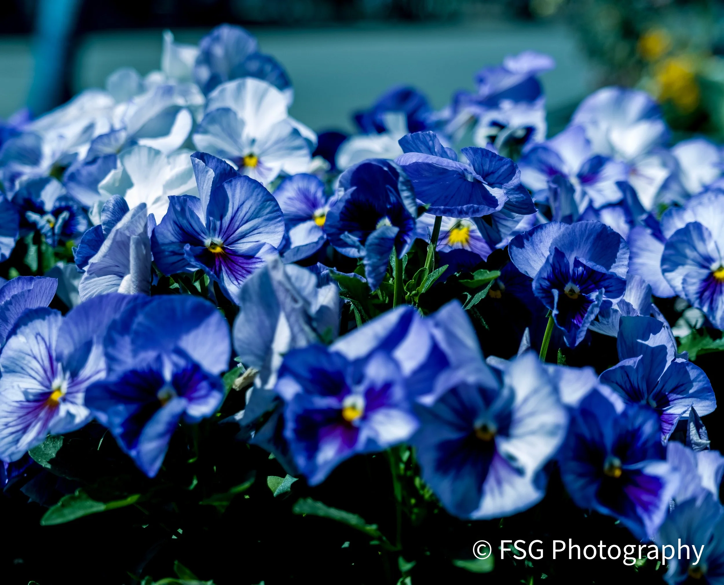 This photograph presents a captivating study of vibrant color and texture. Captured in macro, it reveals the intricate patterns of blue and white pansies. The flower's intense hues are set against a soft, blurred background, allowing its unique detai