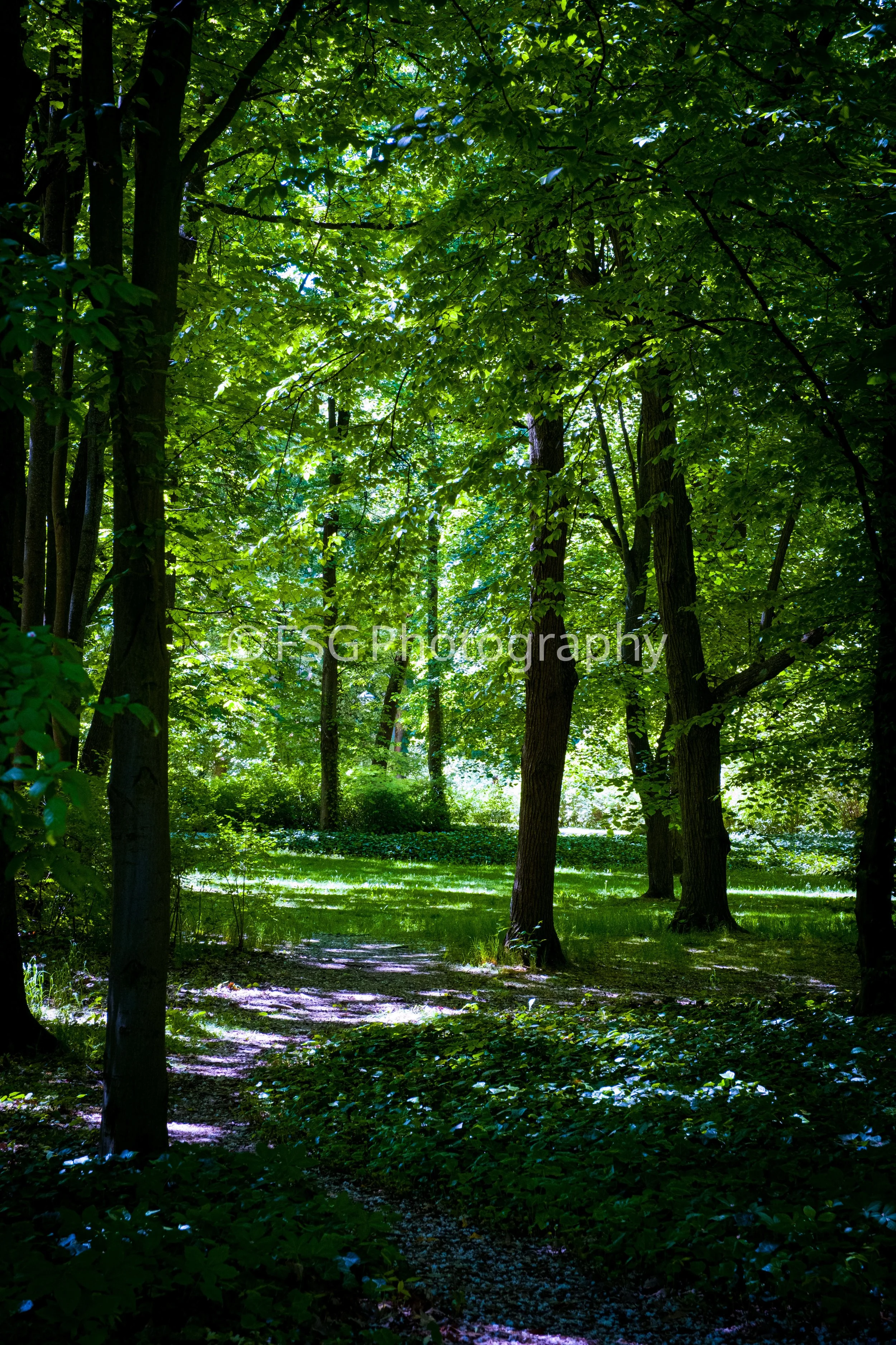 Painted by Light

A photograph of fleeting afternoon sun resting on the forest floor. This image focuses on the simple, quiet beauty of shadow, stretching between towering trees.