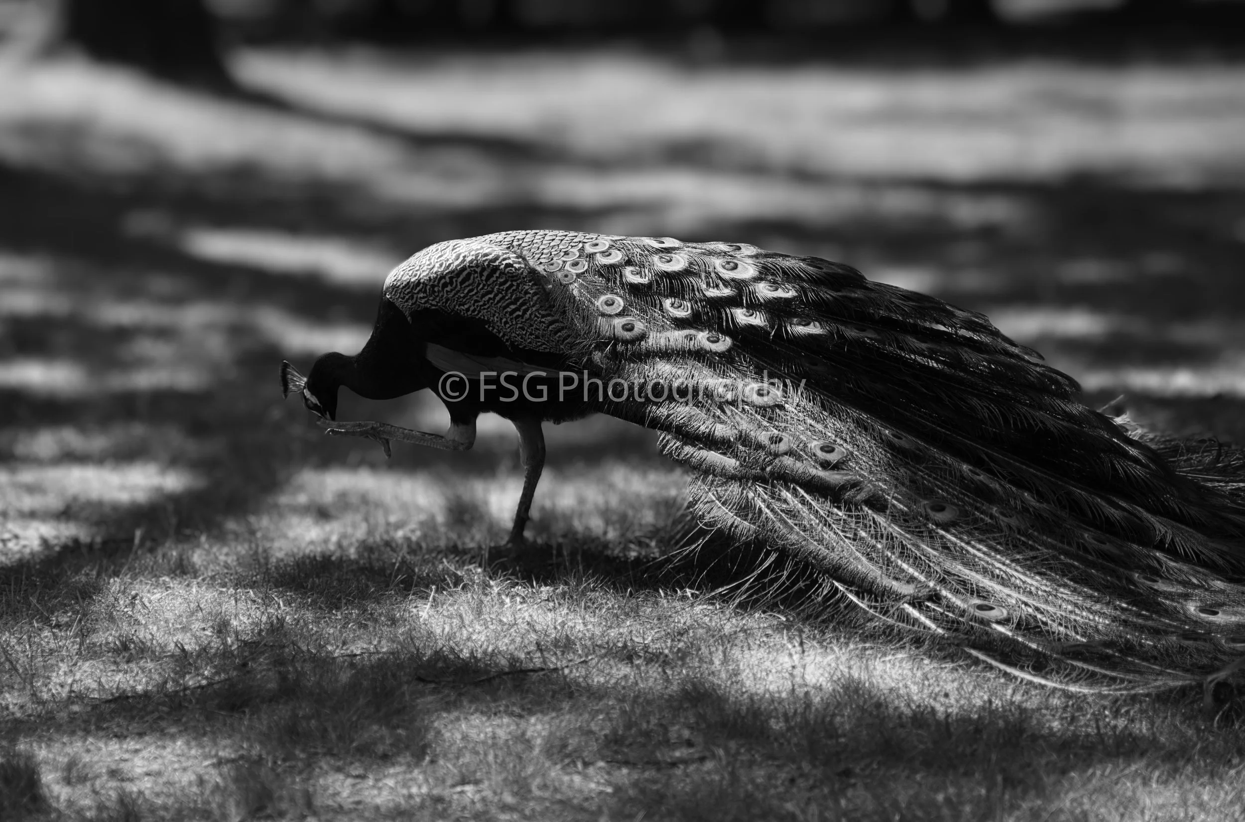 The Quiet King

Taken in Poland, this photograph captures a rare moment of stillness. Without its vibrant greens and blues to rely on, the peacock's elegance is conveyed entirely through the sweeping lines of its body and the heavy, metallic silver t