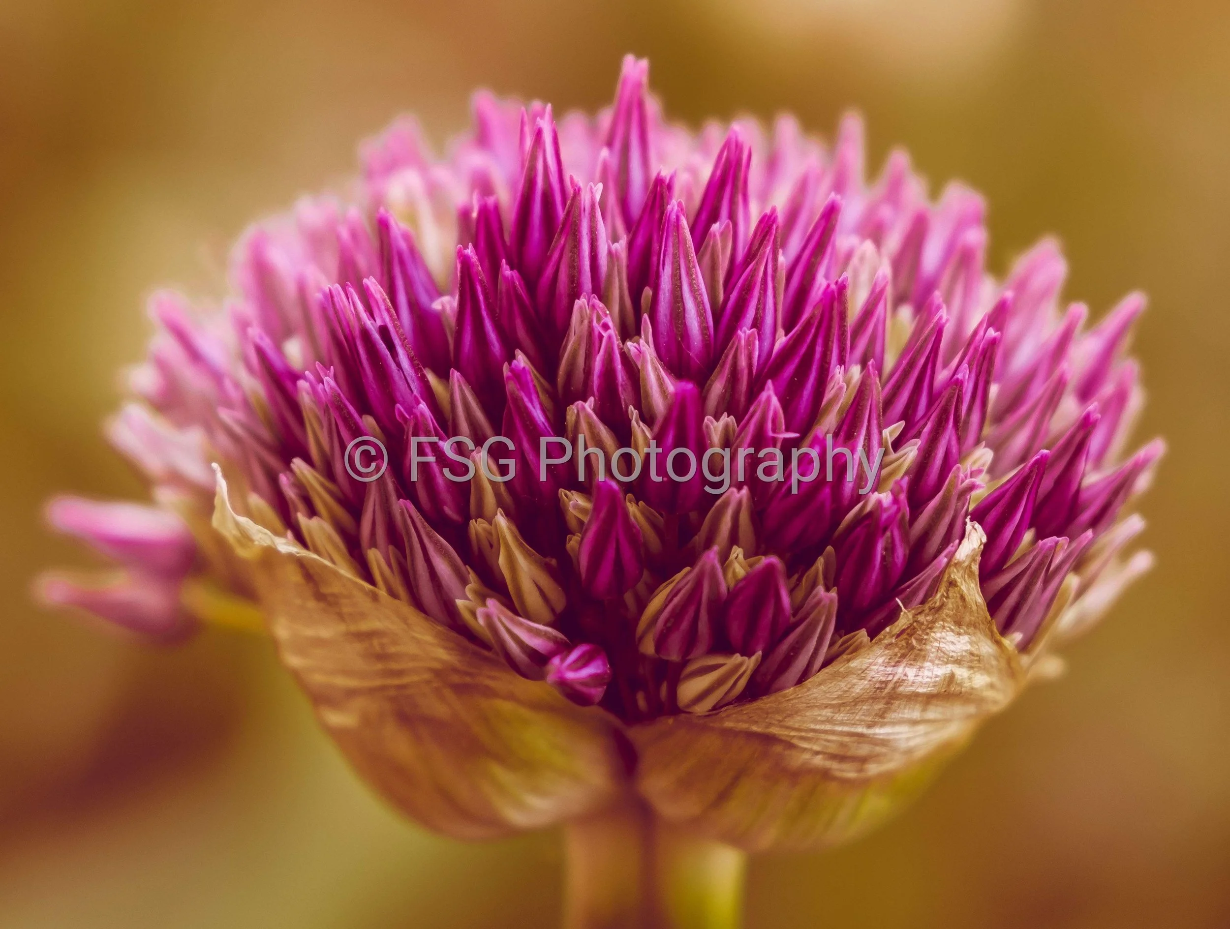 Magenta Explosion

A macro look at the intense textures hidden inside nature. The sharp, needle-like structure of an emerging thistle bud create a powerful geometric pattern. The deep magenta tones jump out against a soft , warm background , turning 