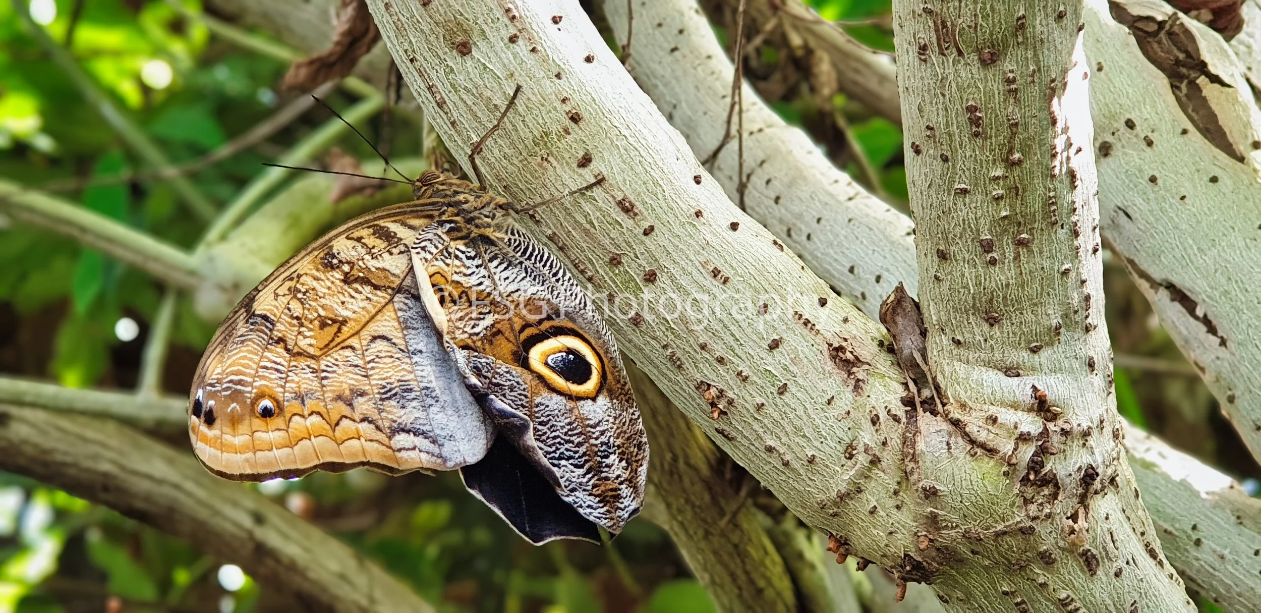 Caligo

A stunning close-up of a Giant Owl Butterfly (Caligo) resting quietly on a pale textured branch. The photograph beautifully captures the insect's defensive mimicry-featuring an intricate, prominent "eyespot" pattern on the underside of its wi