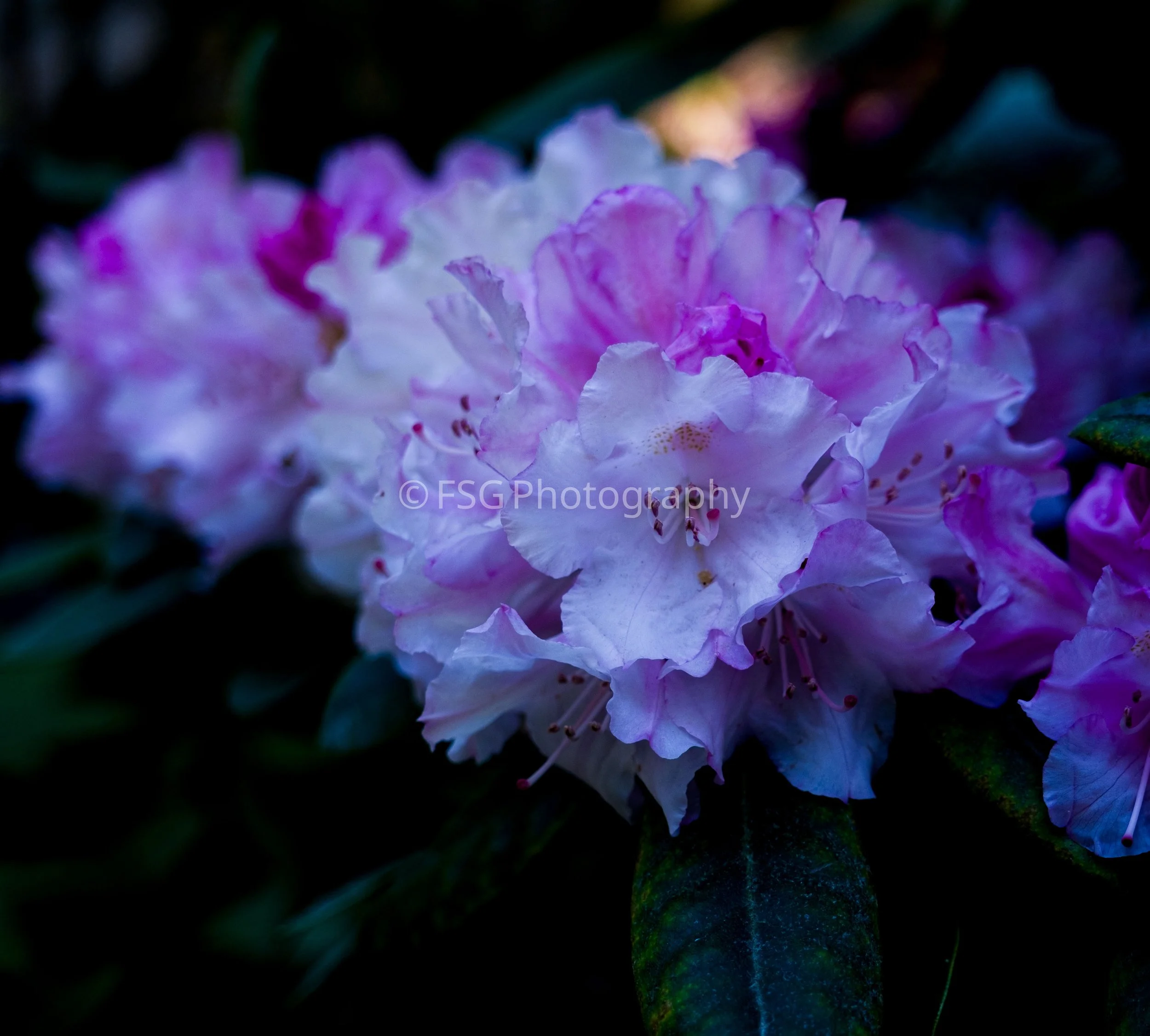 Shaded Spring

This photograph captures a delicate cluster of blooming Rhododendrons, native to the lush gardens of Poland.