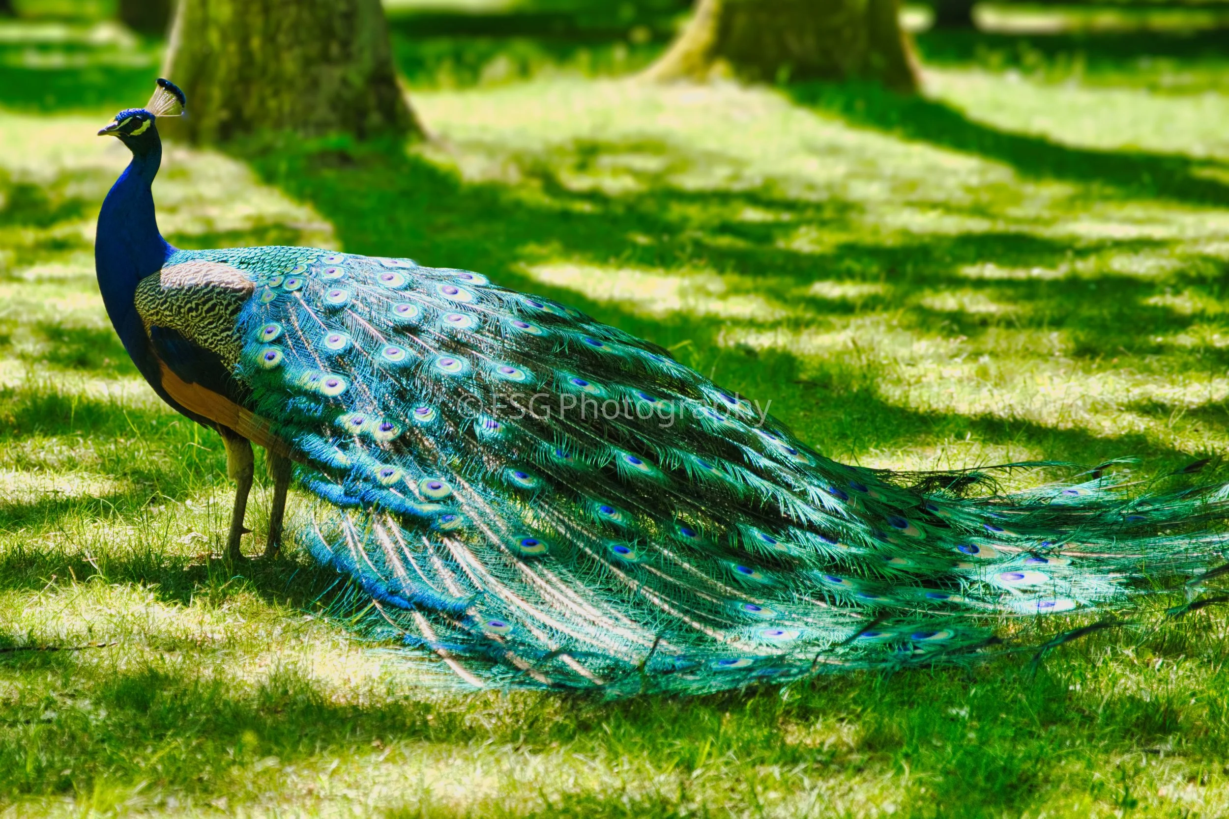 The Emerald Train

Taken in Poland, this photograph highlights the breathtaking, iridescent plumage of a peacock resting in a sunlit grove. The composition emphasises the cascading elegance of its elongated train, juxtaposed against the soft, geometr