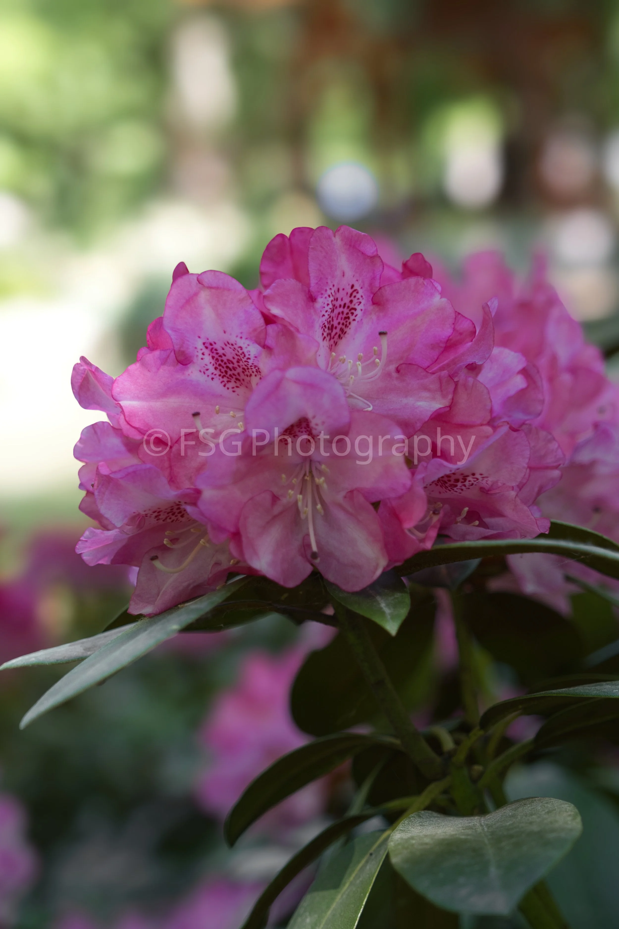 Polish Rhapsody

This close-up shot captures a magnificent fuchsia-pink rhododendron truss in full bloom. The image showcases the delicate speckled patterns inside each trumpet-shaped petal, contrasting against deep green leaves.