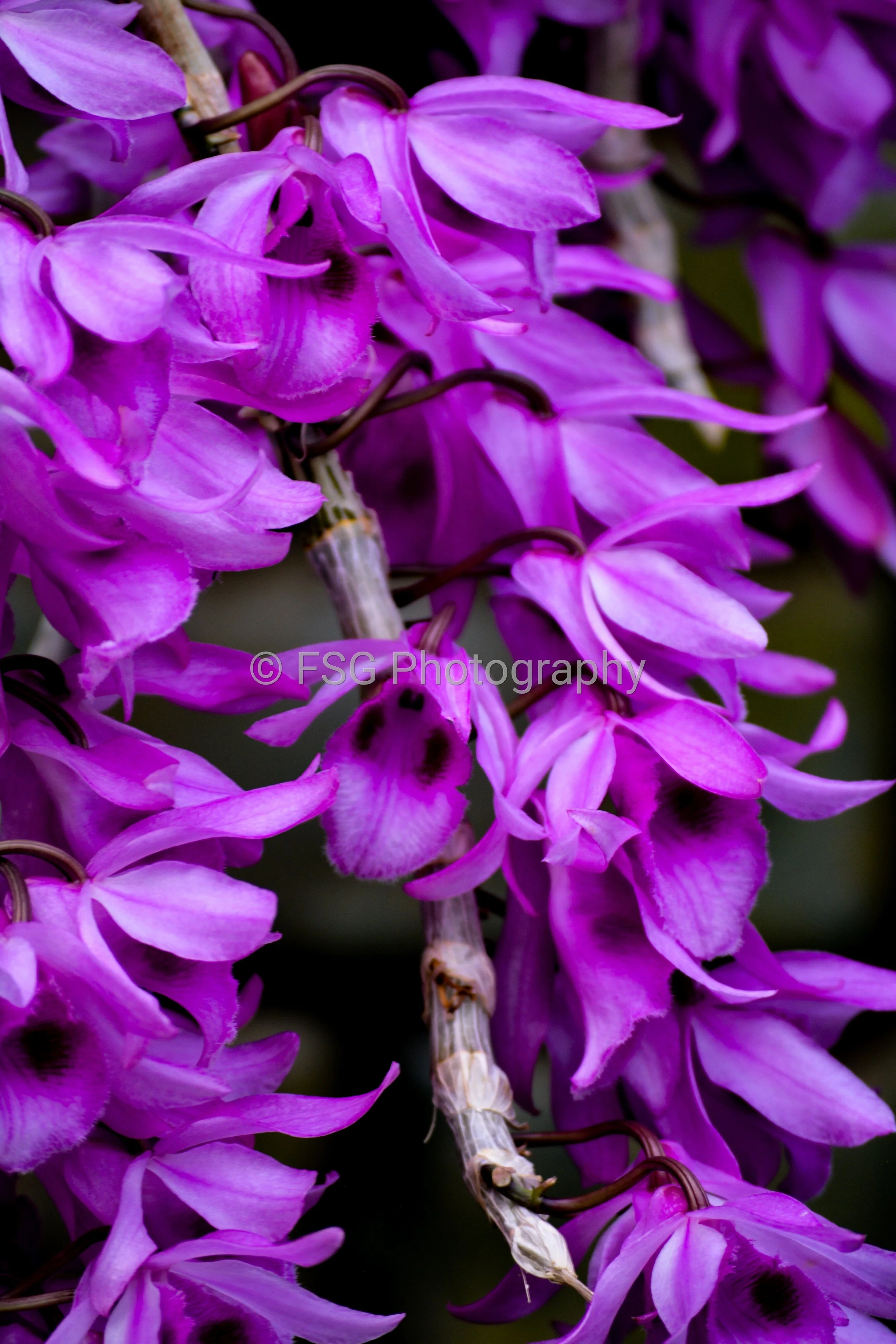 Violet Contemplation

An intimate portrait of orchids, this photograph is a study in dramatic elegance. Captured with a macro lens, it reveals the unexpected strength and unique forms hidden within its delicate petals. The flower's luminous pinks and