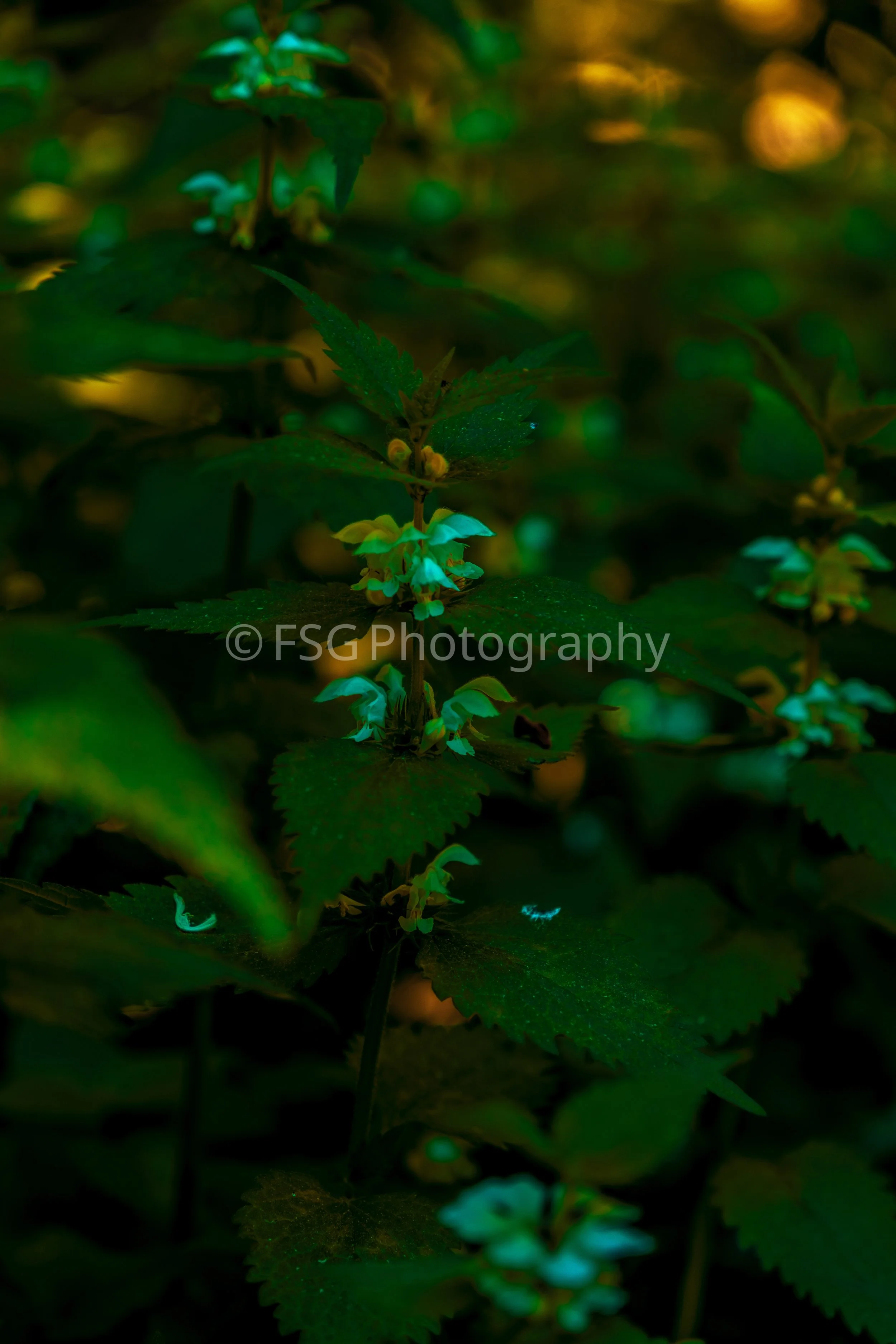 Forest Gold

A macro shot of the vibrant bloom of the Yellow Archangel, a native wildflower photographed in Poland.