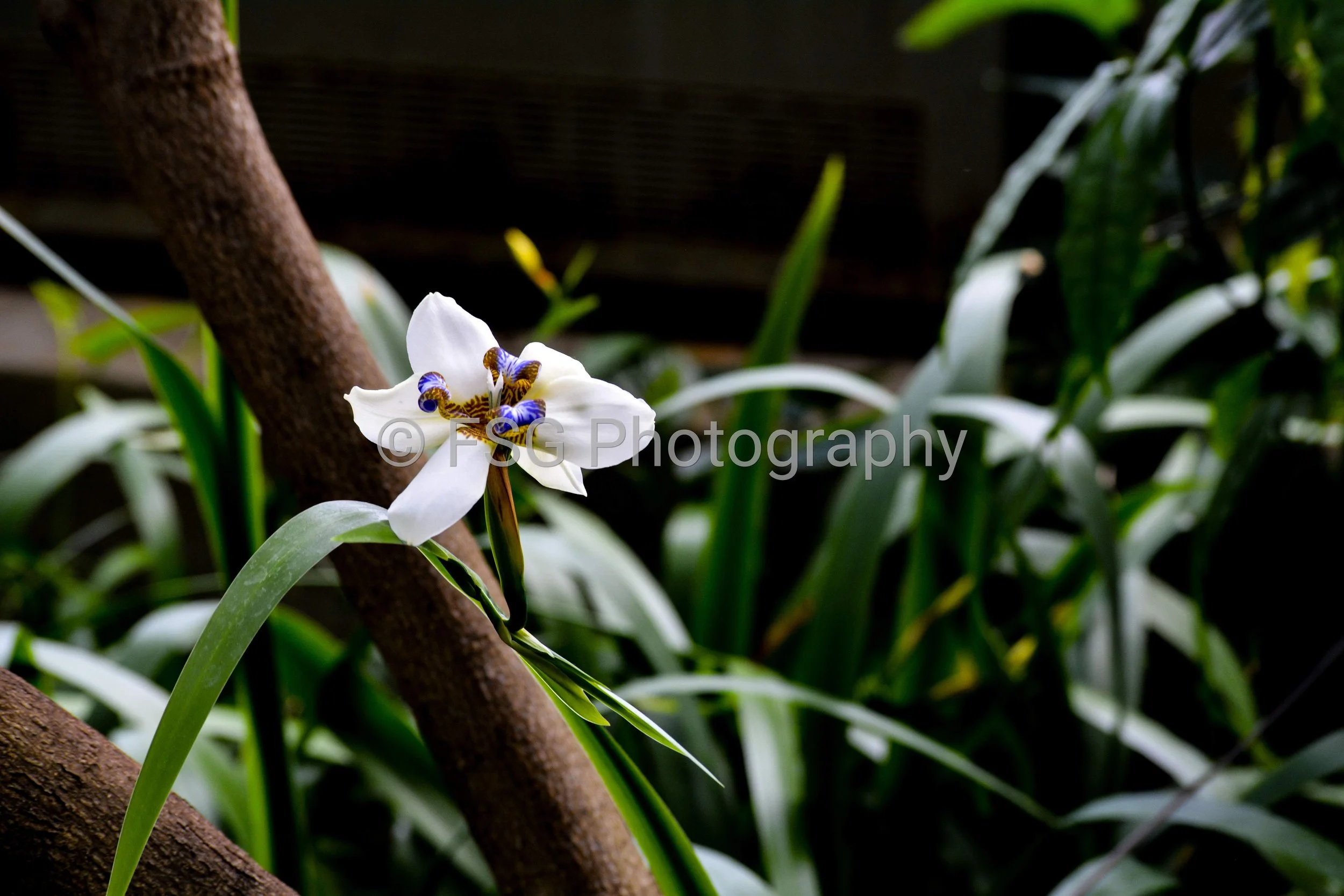 Ephemeral Wanderer

Capturing a fleeting moment of island brilliance, this photograph highlights the intricate symmetry of a Walking Iris blooming in Mauritius. Known for flowers that open for only a single day, the composition balances the radiant f