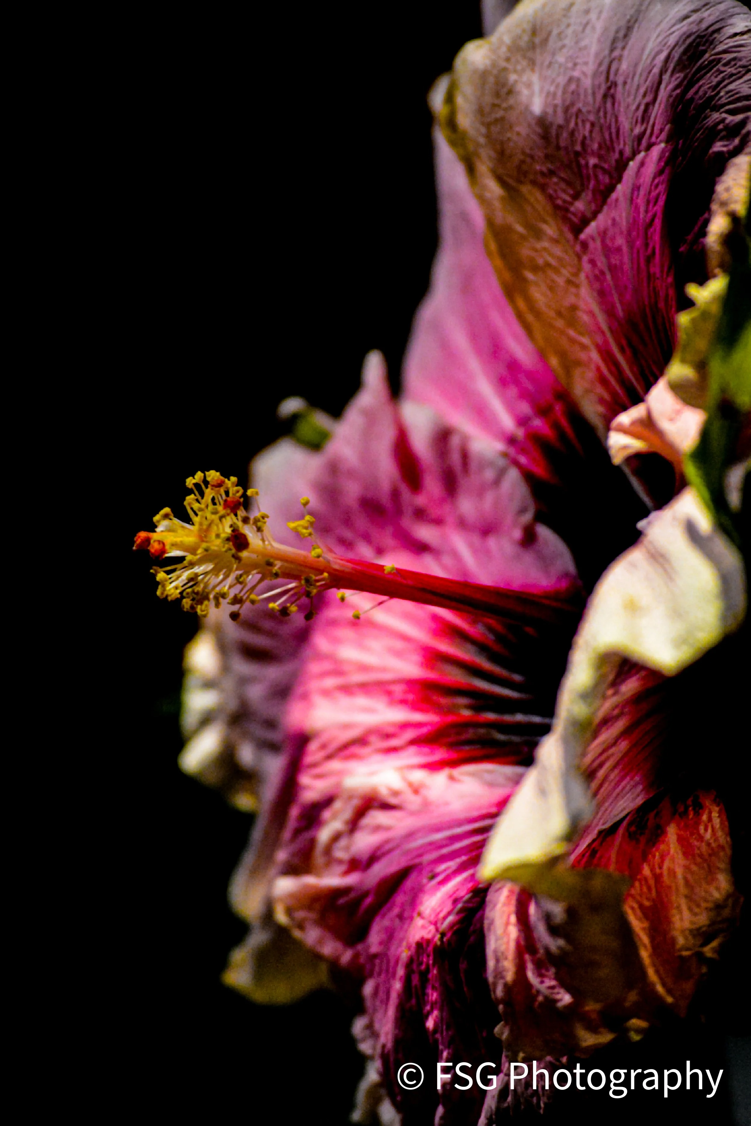 This photograph offers a meditative study on beauty, echoing a theme of quiet introspection. Shot in macro, it captures the intricate details of a single pink hibiscus flower. The flower’s vibrant hue is dramatically isolated against a deep black bac