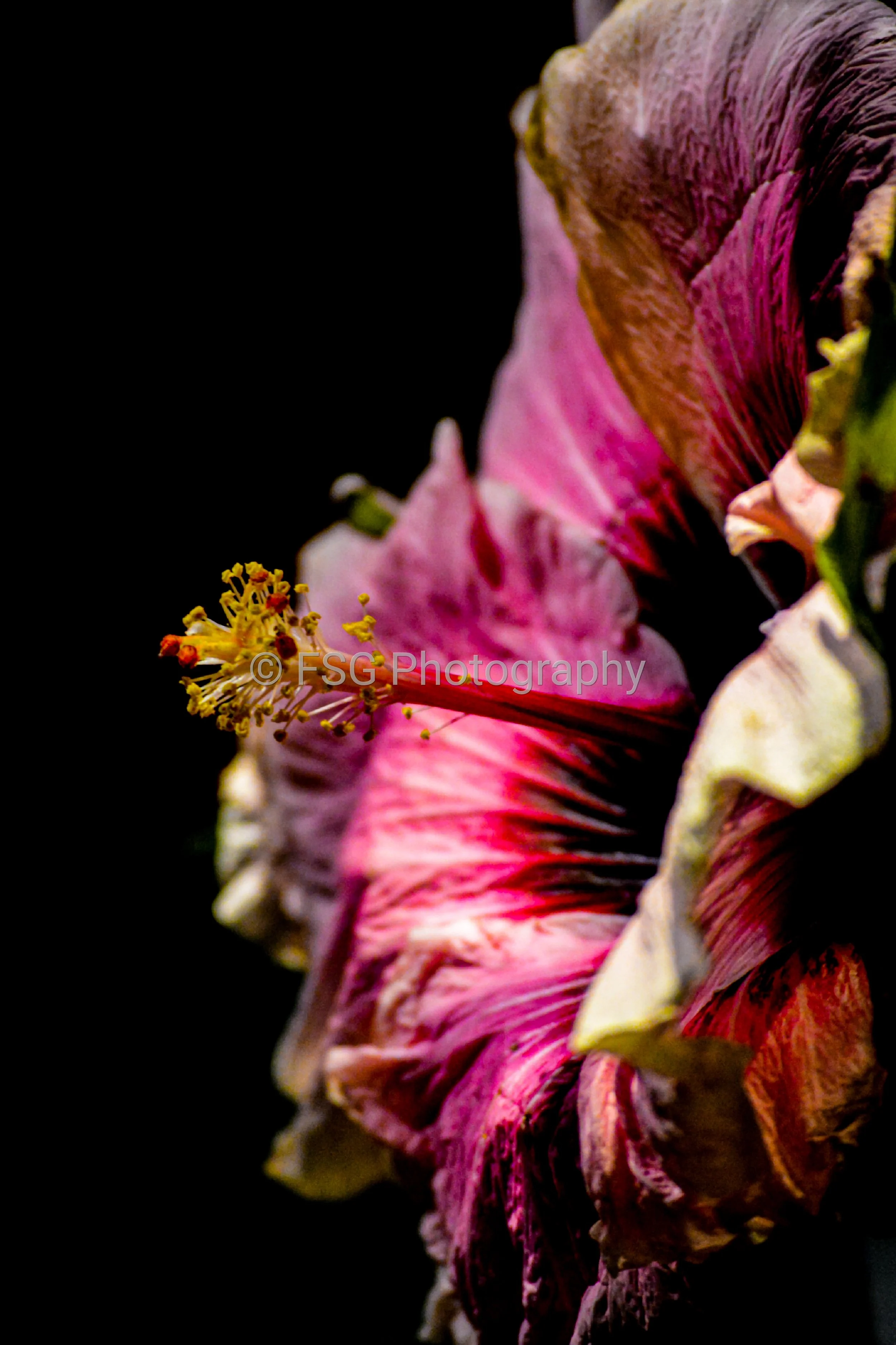 The Quiet Bloom

This photograph offers a meditative study on beauty, echoing a theme of quiet introspection. Shot in macro, it captures the intricate details of a single pink hibiscus flower. The flower’s vibrant hue is dramatically isolated against