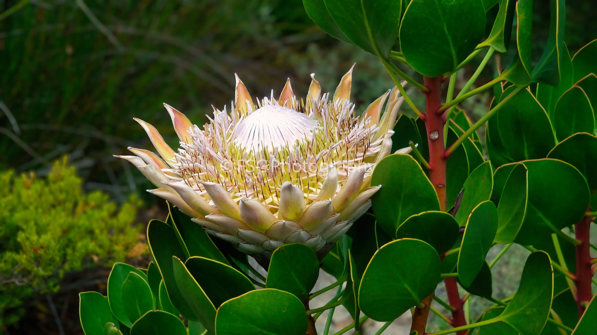 Fynbos Fire

A King Protea captured in full bloom along the coastal slopes of Cape Town.