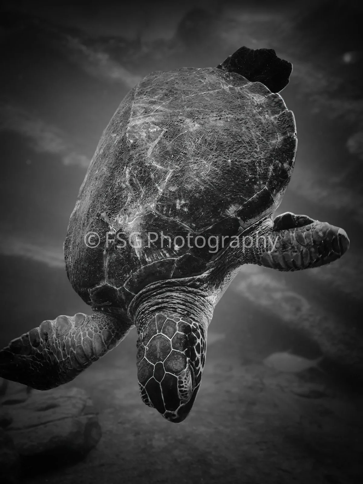 Monochrome

This photograph captures a fleeting underwater encounter in Cape Town, emphasizing form, texture, and light over colour. The deep shadows and bright highlights isolate the sea turtle against the dark water, transforming a natural moment i