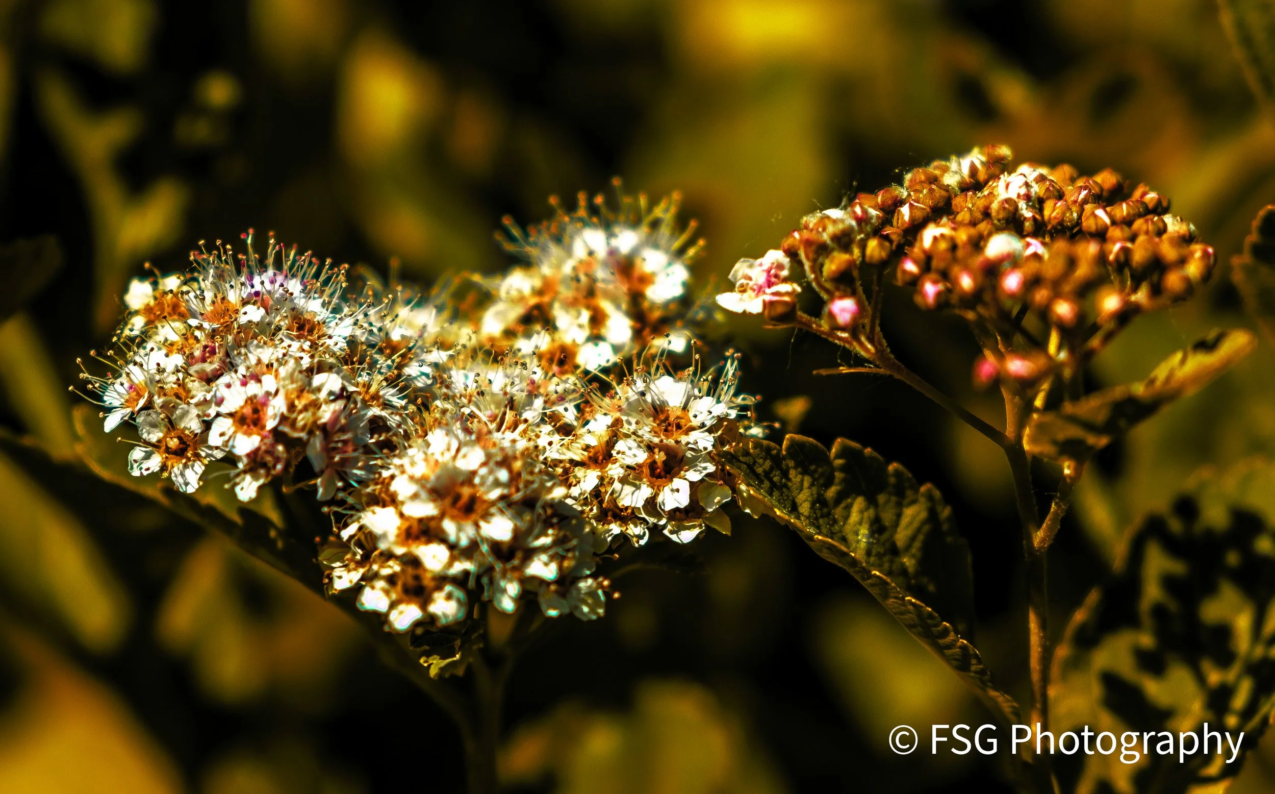 ​This photograph is a nostalgic exploration of form and light, captured in muted tones. The sepia palette, with its rich brown shades and delicate white details, lends an air of timelessness to the floral subject. The image's soft focus and vintage a