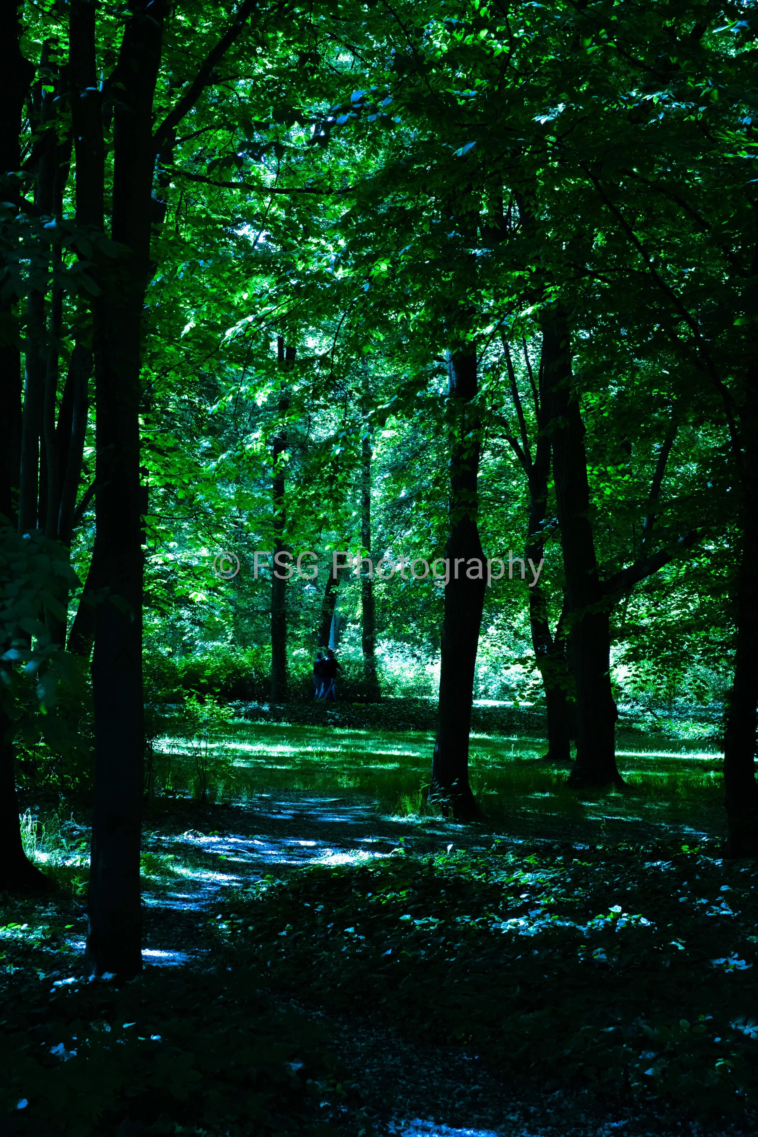 Painted by Light

A photograph of fleeting afternoon sun resting on the forest floor. This image focuses on the simple, quiet beauty of shadow, stretching between towering trees.
